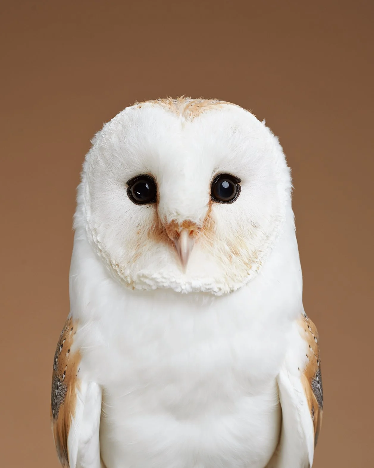 White owl
