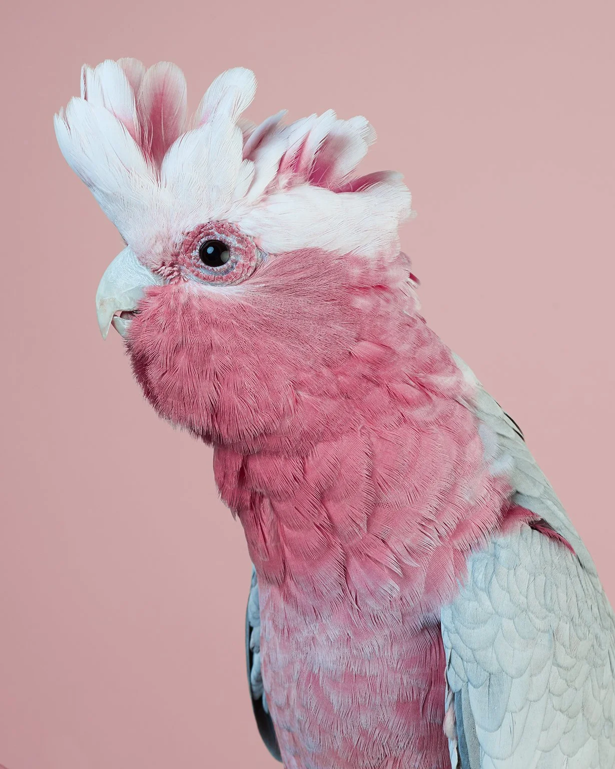 Pink Cockatoo