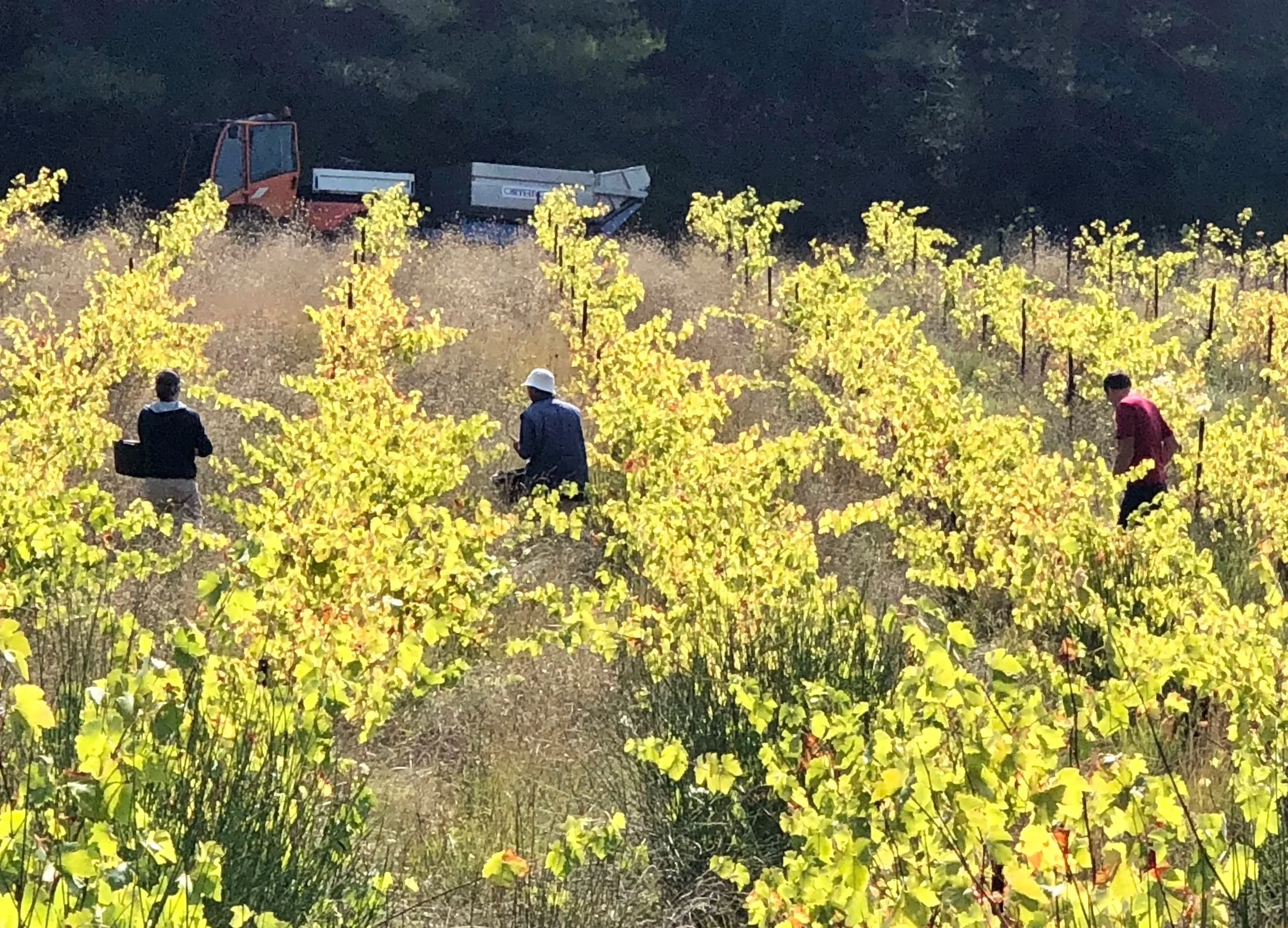 3+pickers+yellow+light.jpg