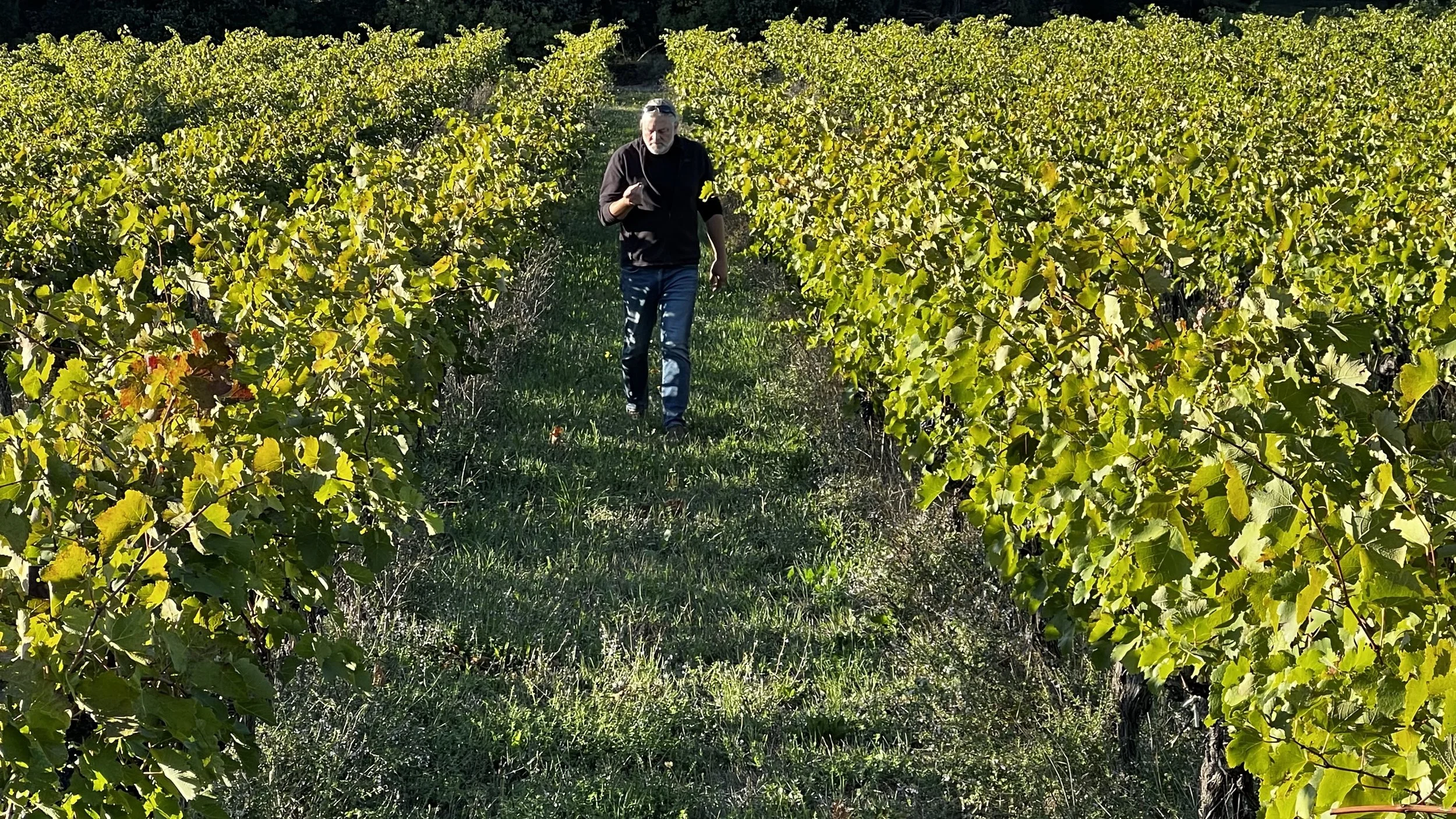 EAB in vineyard.jpg