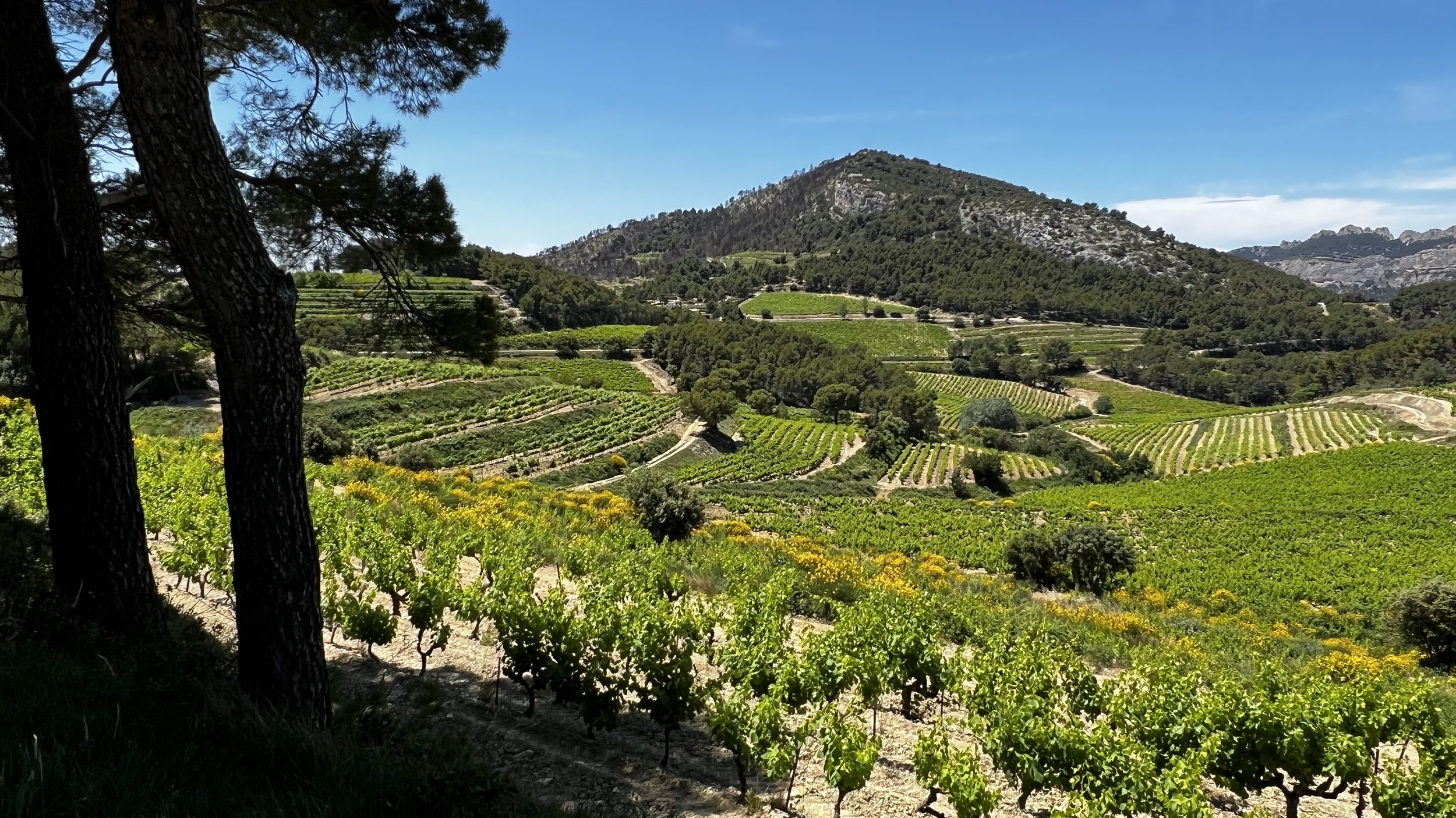 beaumes de venise.jpg