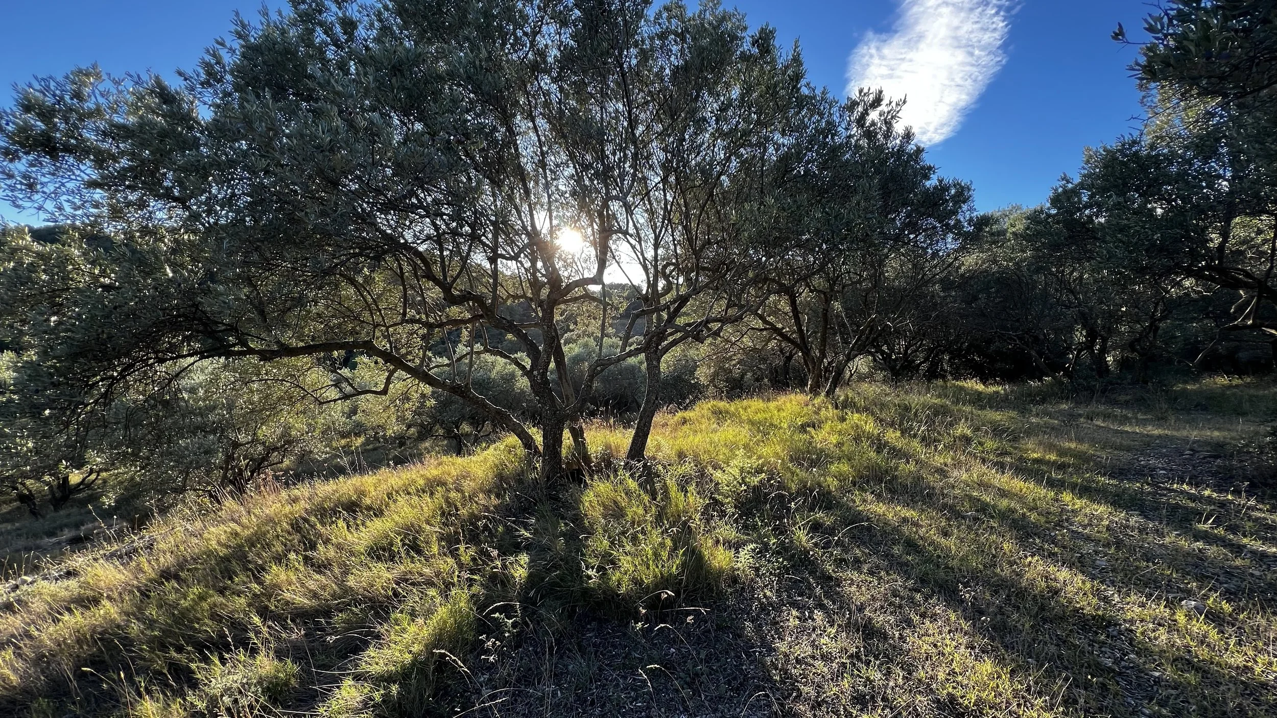 olives in light 2.jpg