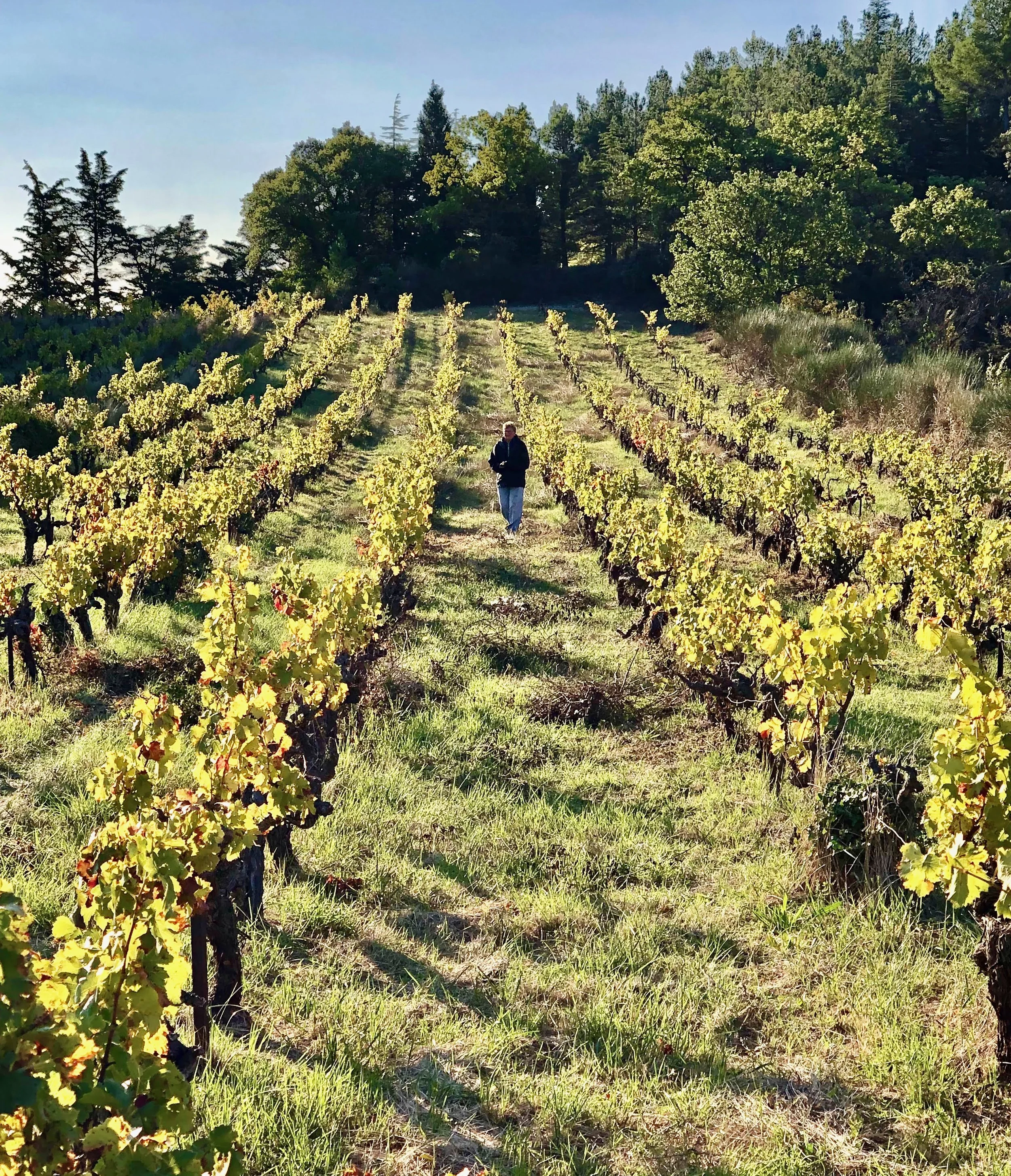 Grassy organic winery Rhone valley