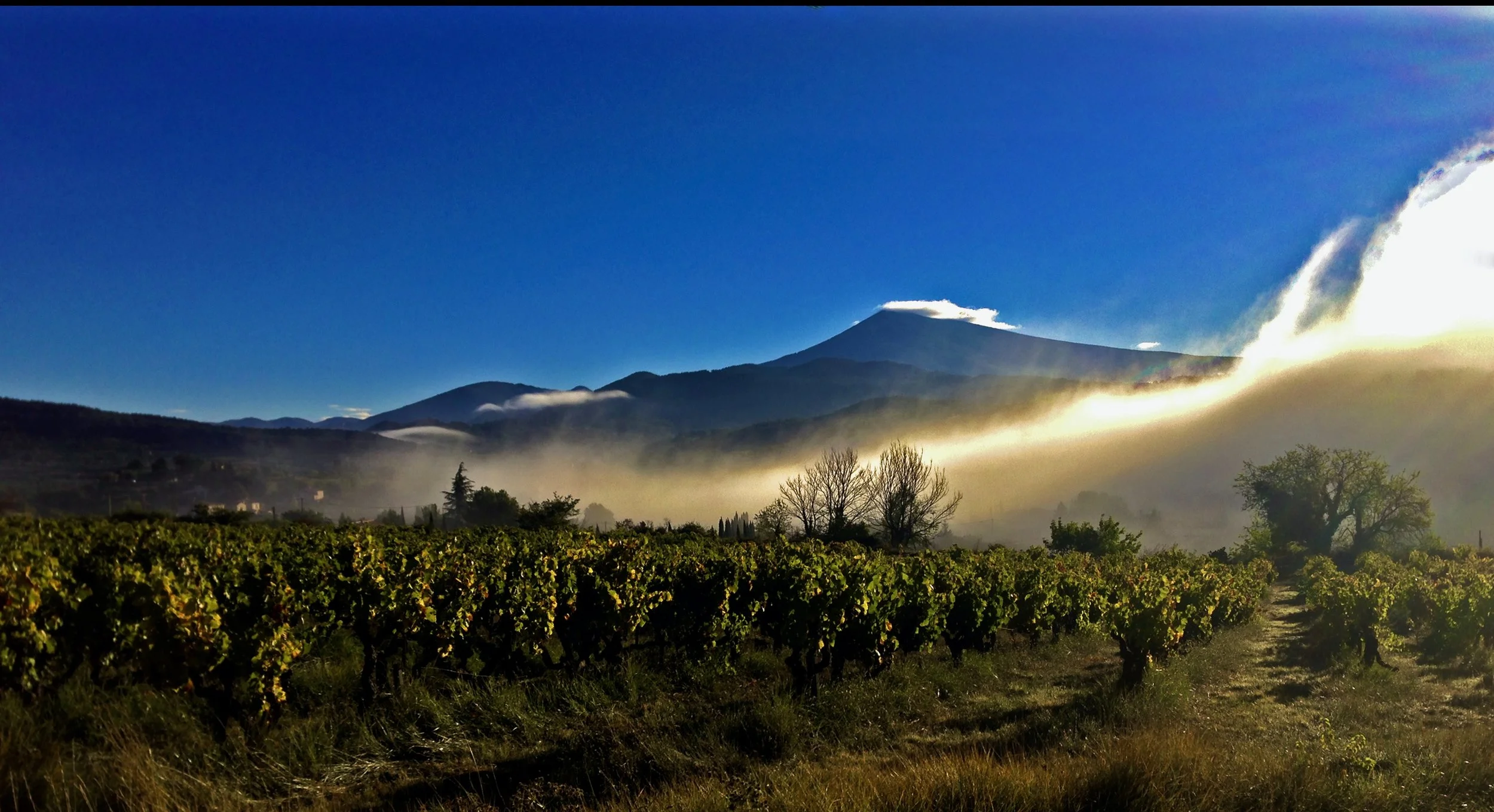 fog burn Carignan.jpeg