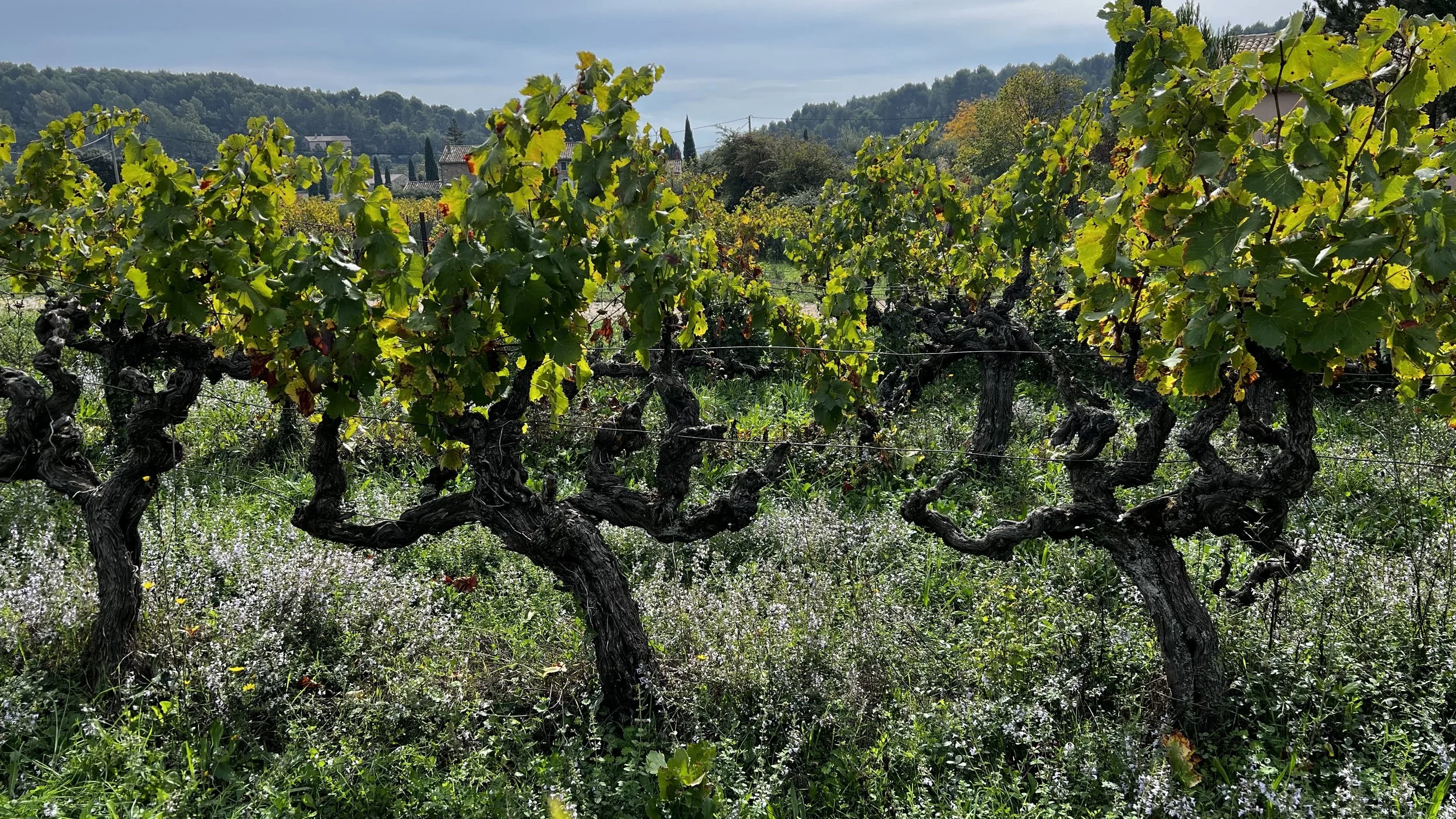 old vines.jpg