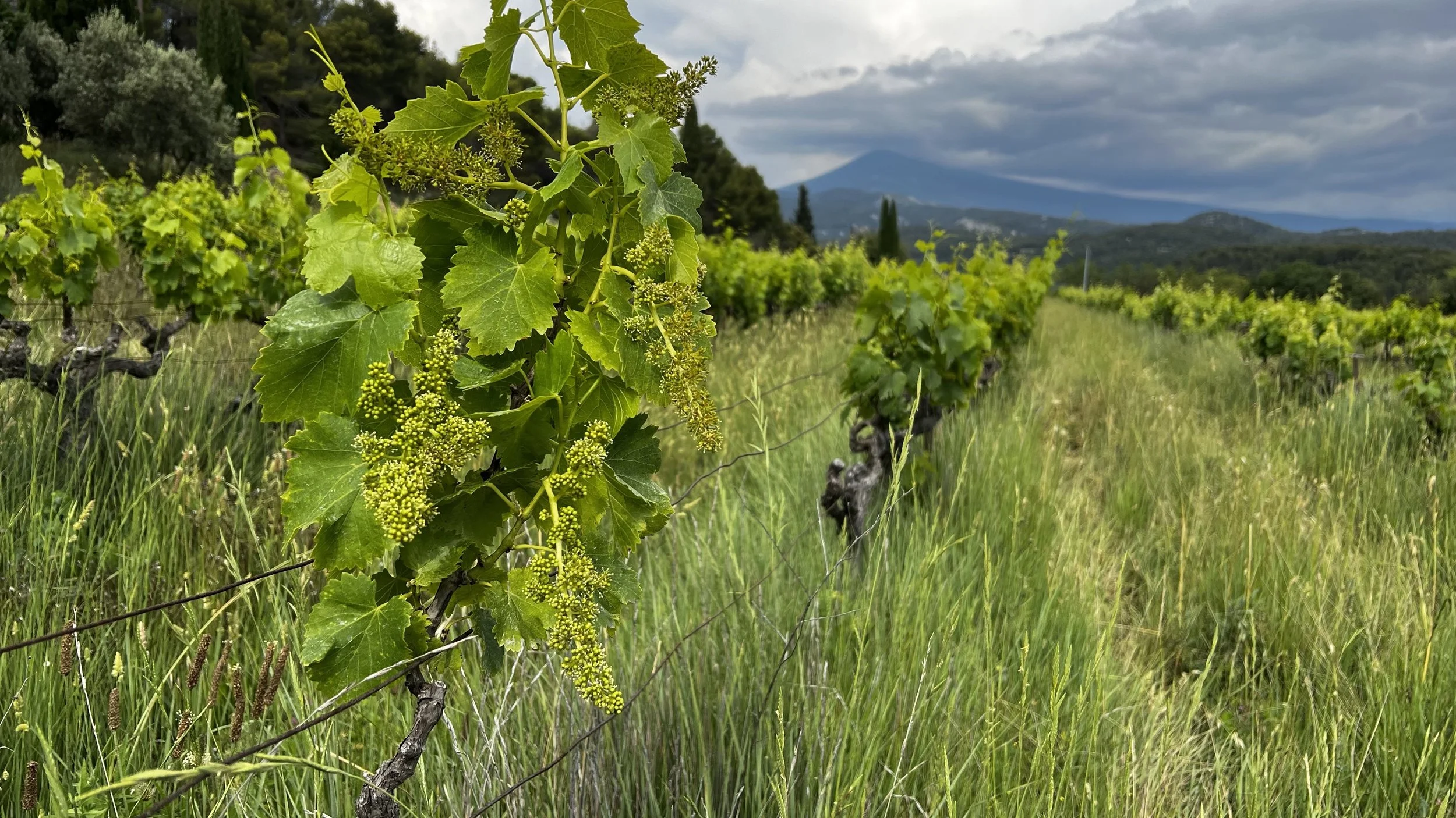 grapes growing.jpg