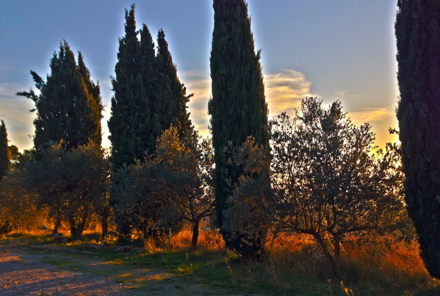 sunrise olive trees.jpg