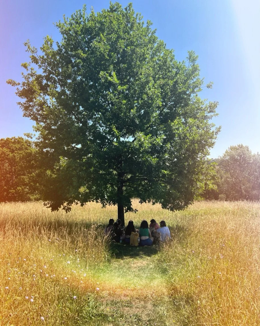 A group of people sitting under a large green tree in a grassy field on a sunny day.