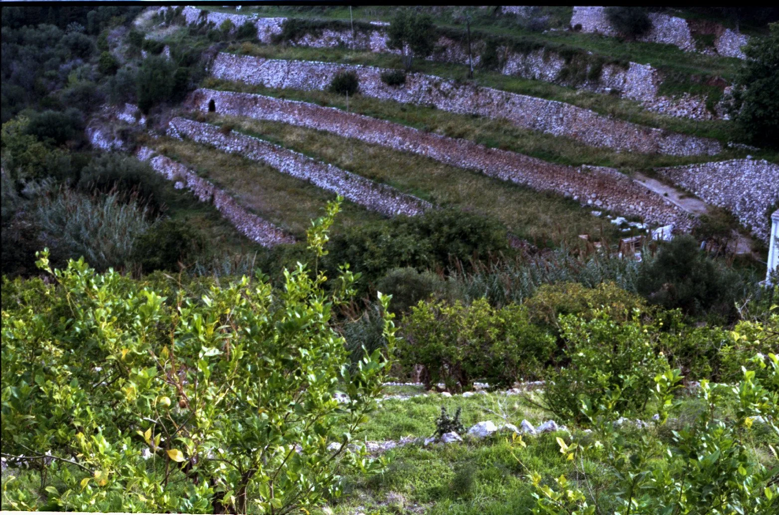 soller 4.jpg