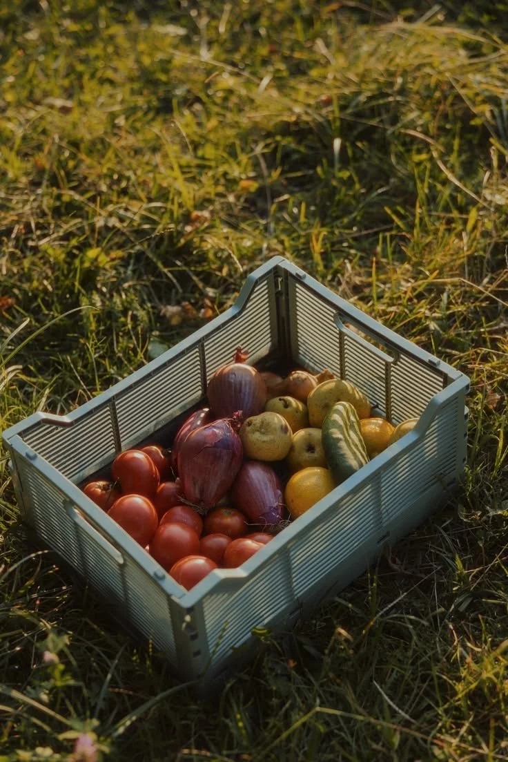 A crate filled with harvest produce - heirloom tomatoes, onions, and a cucumber on grass.