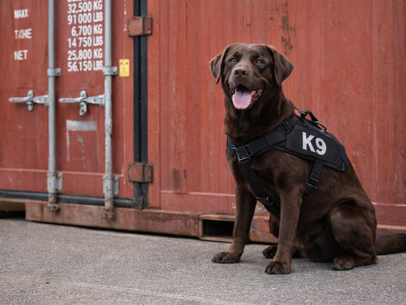 A chocolate Labrador Retriever police K9 dog sitting on a concrete surface in front of a large red shipping container, wearing a harness labeled 'K9', with its tongue out.