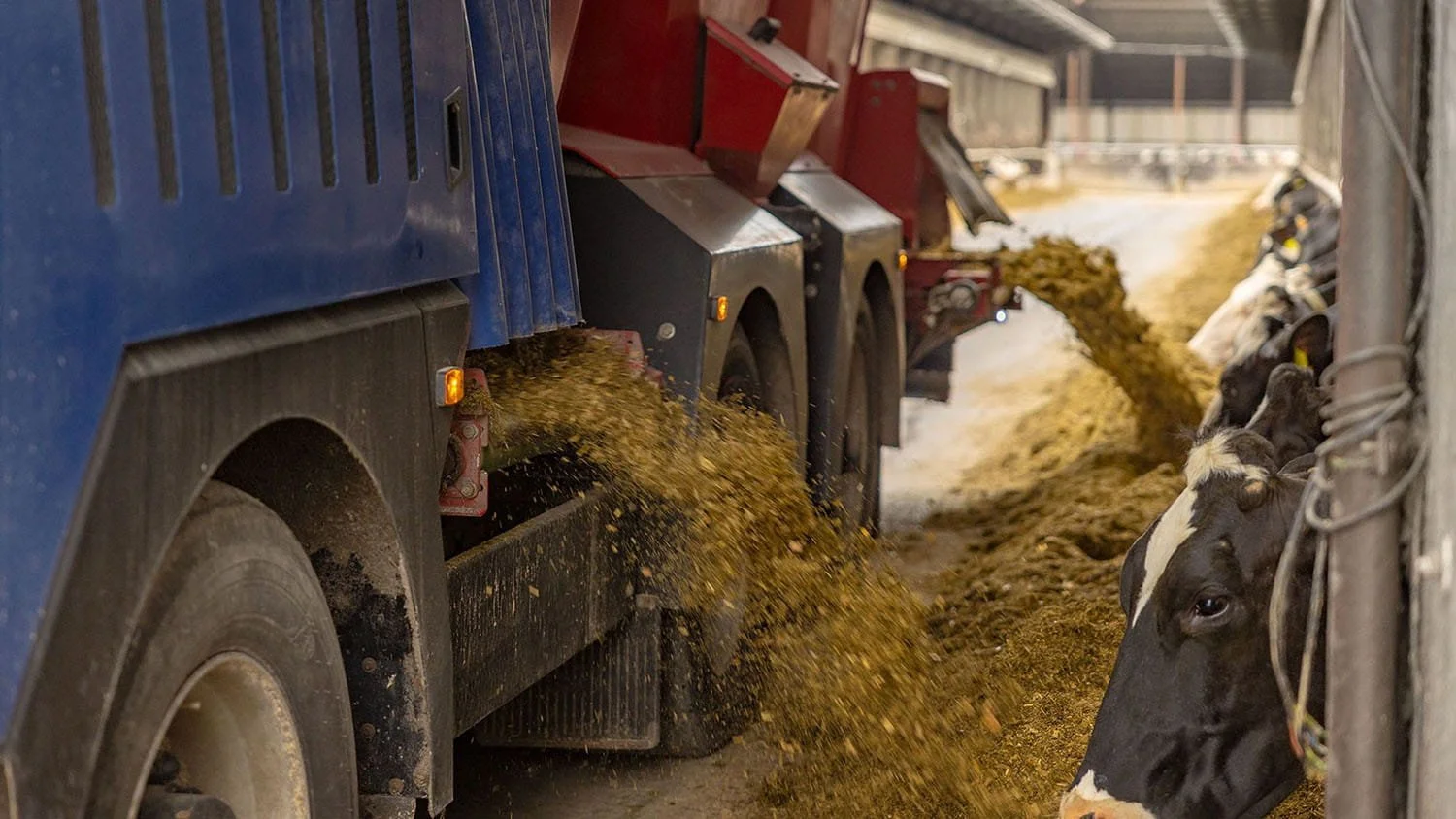 Close-up view of the adjustable side discharge conveyor on a Siloking SelfLine mixer distributing fresh TMR ration to Holstein dairy cows along a feed alley.