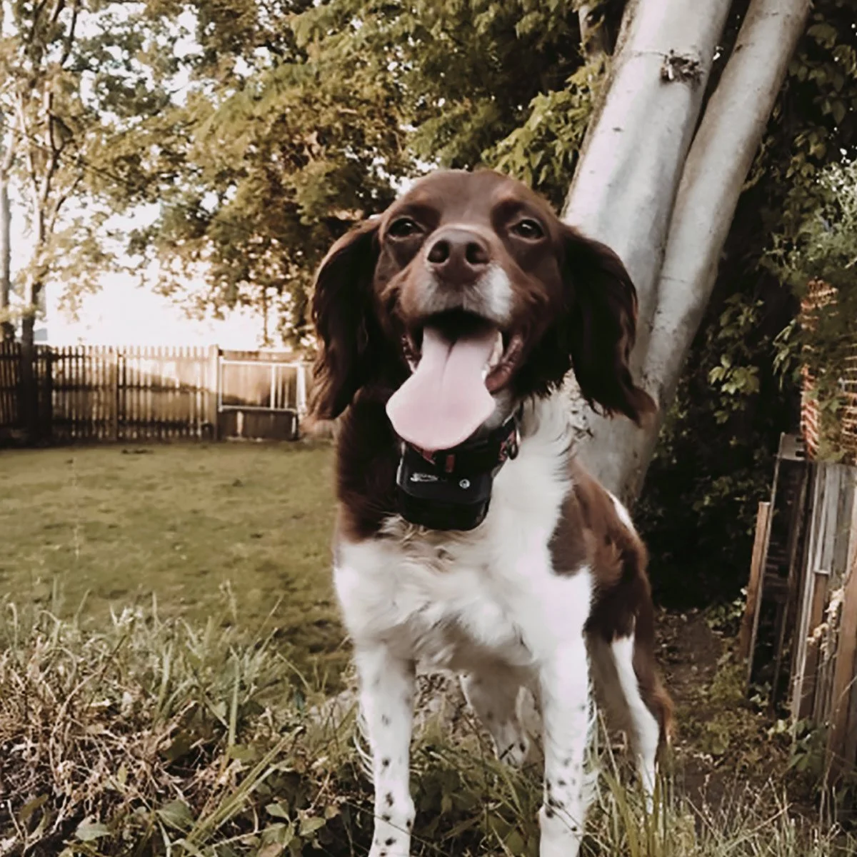 Happy Roxie the Dog Nashville Quality Tree Surgery