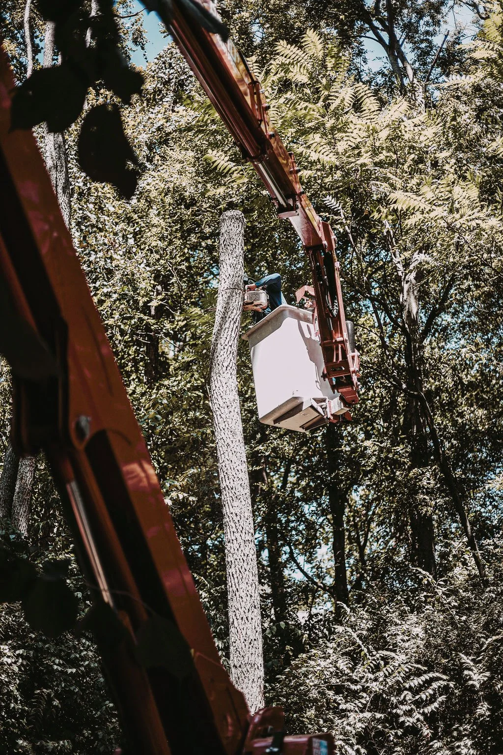 We use Cherry Pickers to evaluate high tree branches