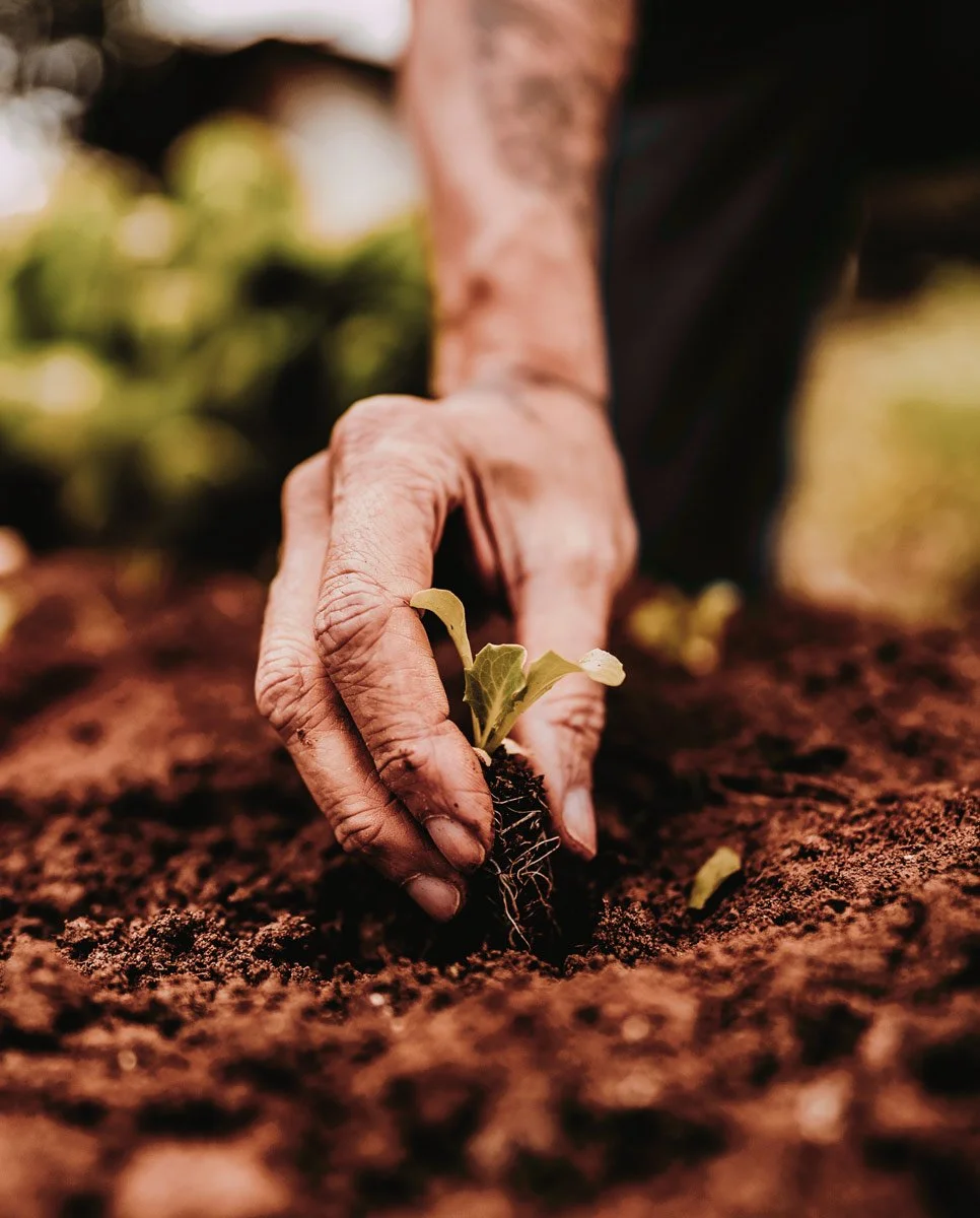Nashville Plant Healthcare Since 1983