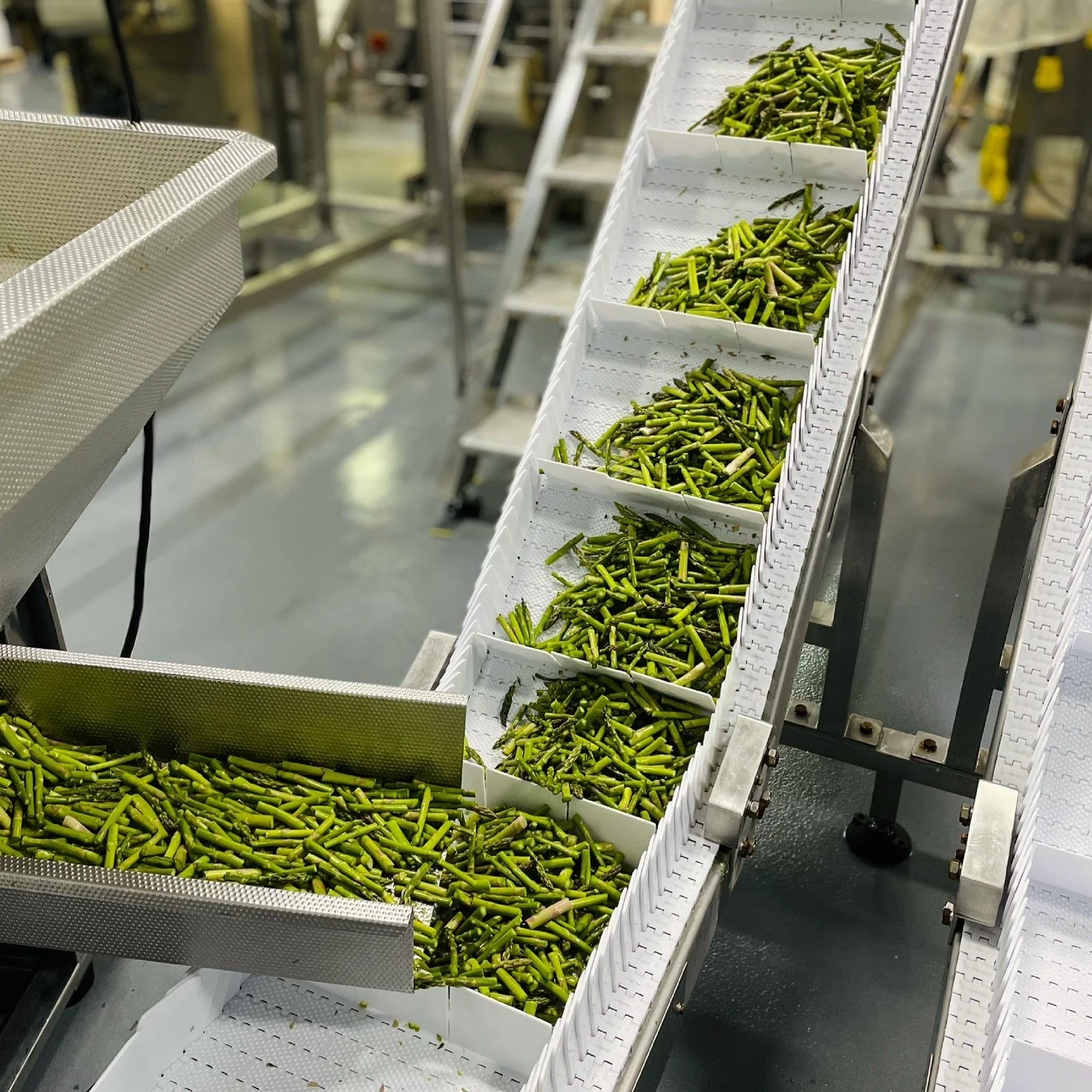 Green beans on a conveyor belt in a food processing facility.