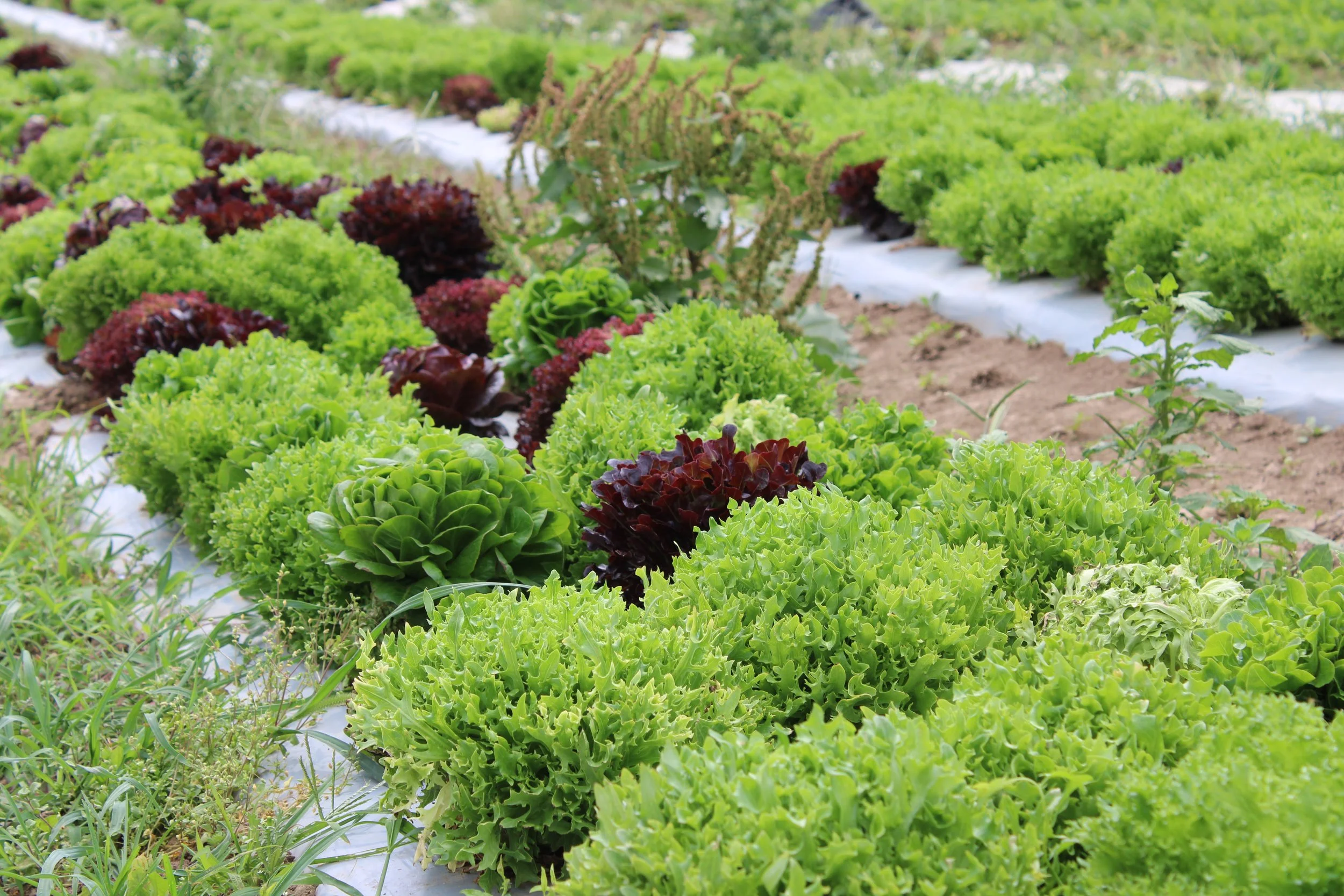 Rows of green and red leafy lettuce growing in a farm field.