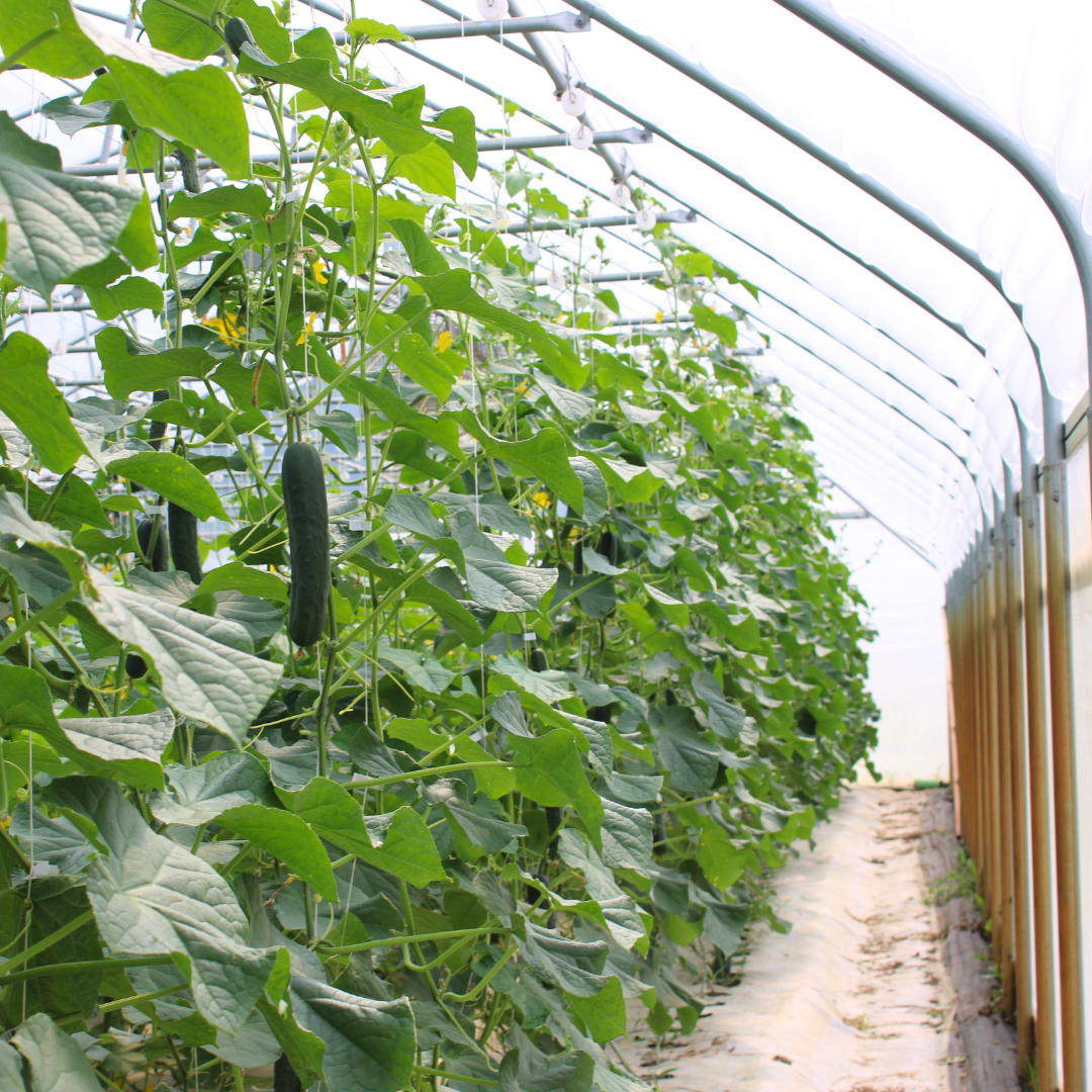 Green cucumbers growing on vines inside a greenhouse with a dirt path on the side, Three Creeks Produce.