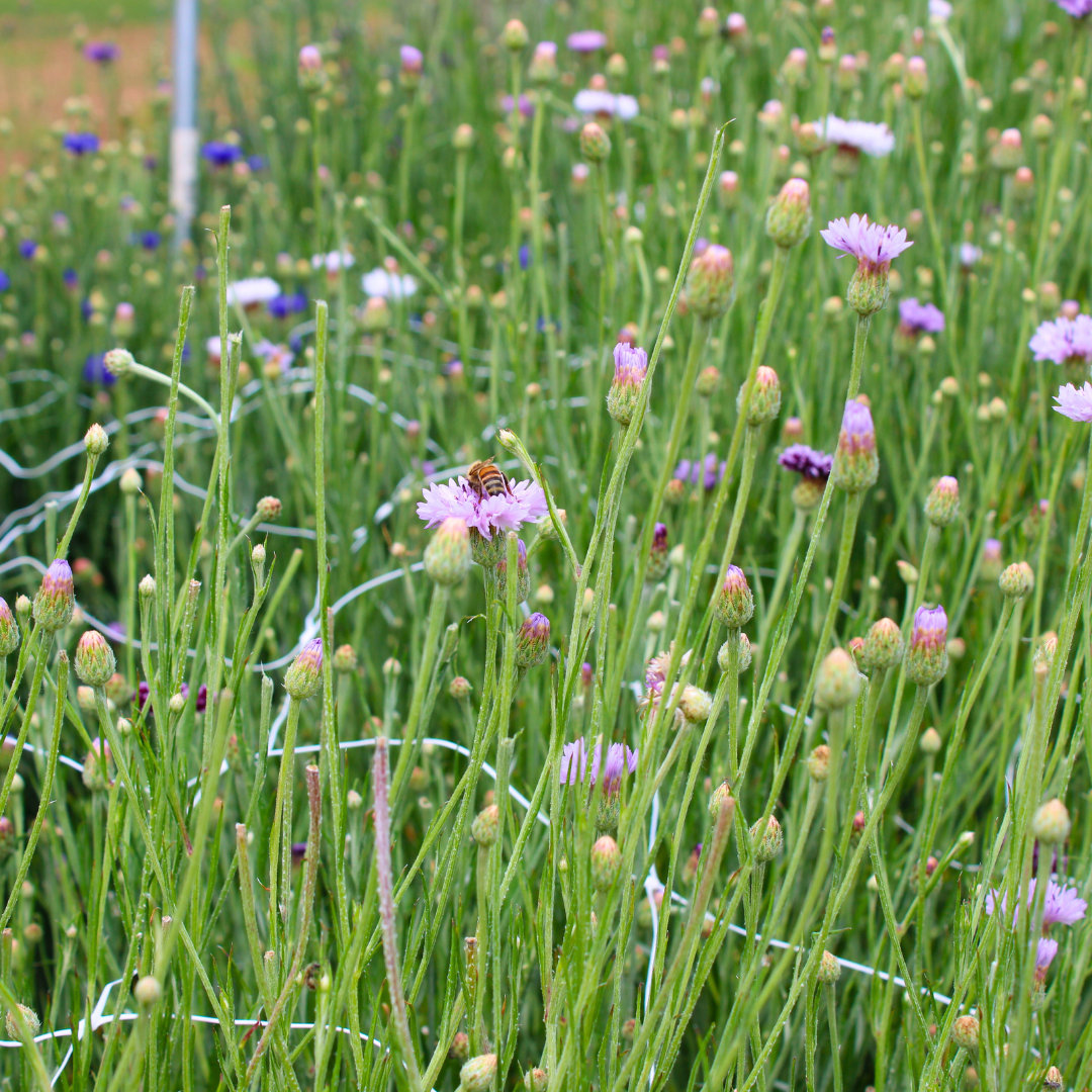 A field of blooming purple and pink flowers with a bee collecting nectar on one of the flowers, Three Creeks Produce.