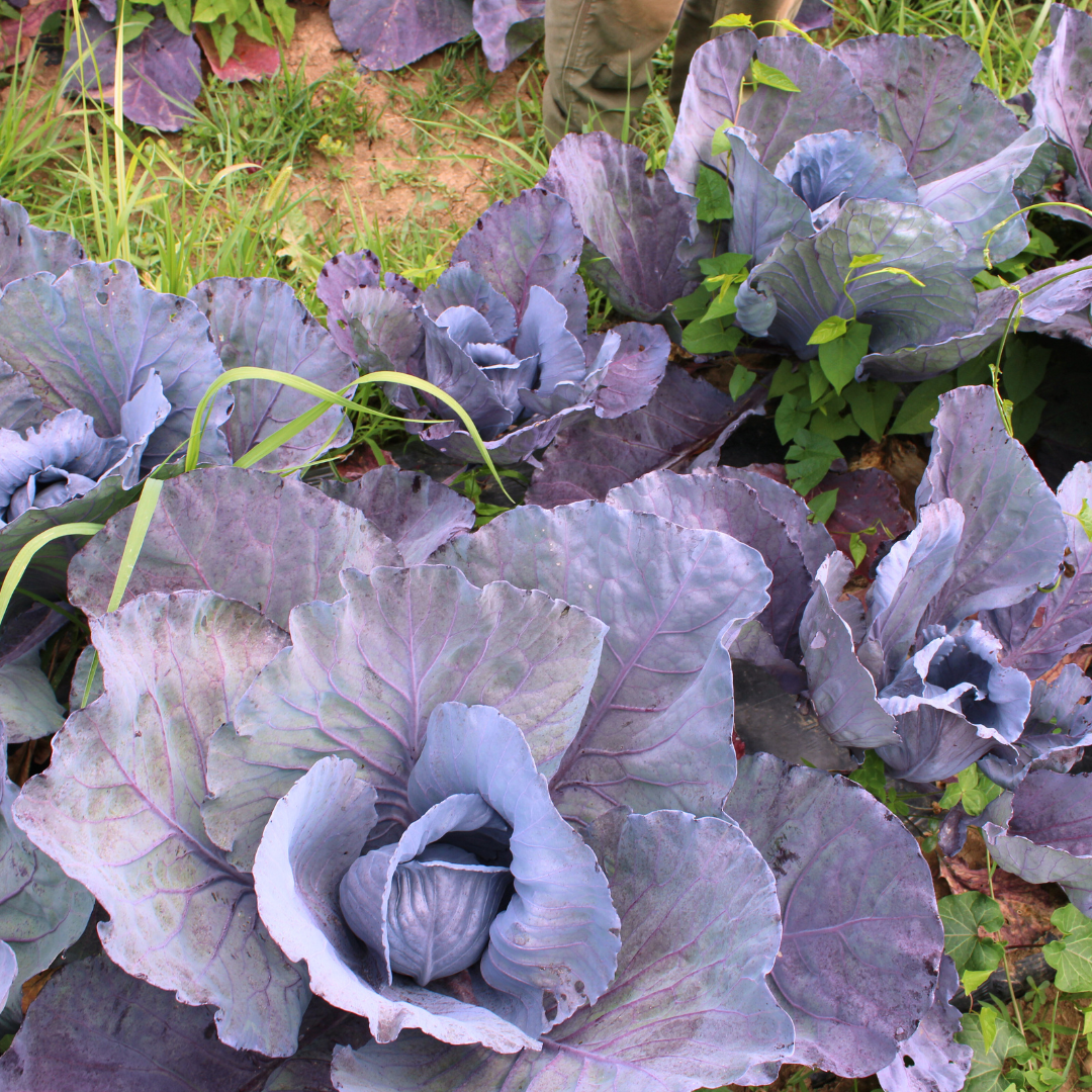 Purple cabbage plants growing in a garden bed with green grass and soil visible, Three Creeks Produce.