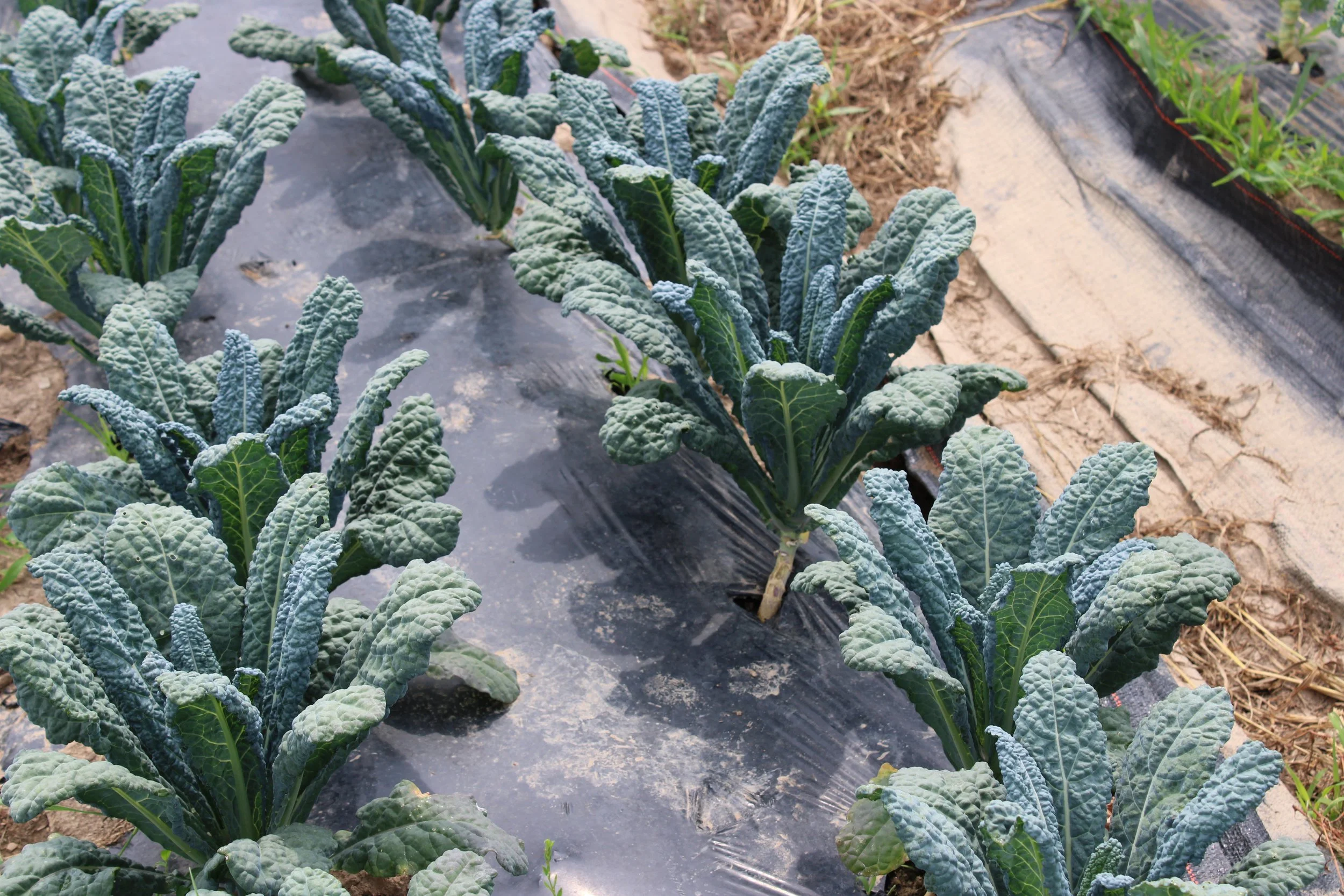 Rows of kale plants growing in soil covered with black plastic mulch, Three Creeks Produce.