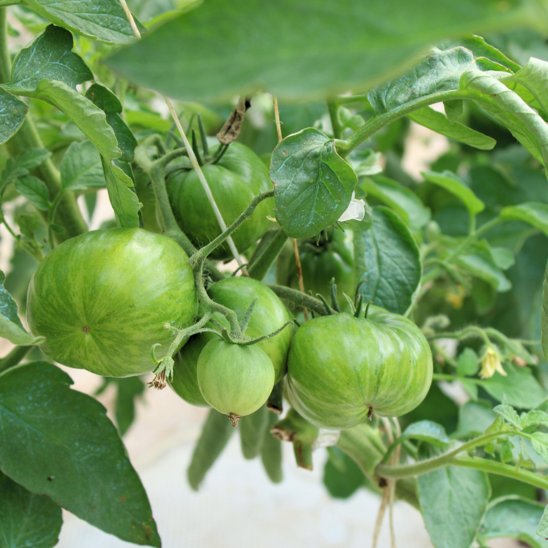 Green tomatoes growing on a vine among green leaves in a garden, Three Creeks Produce.