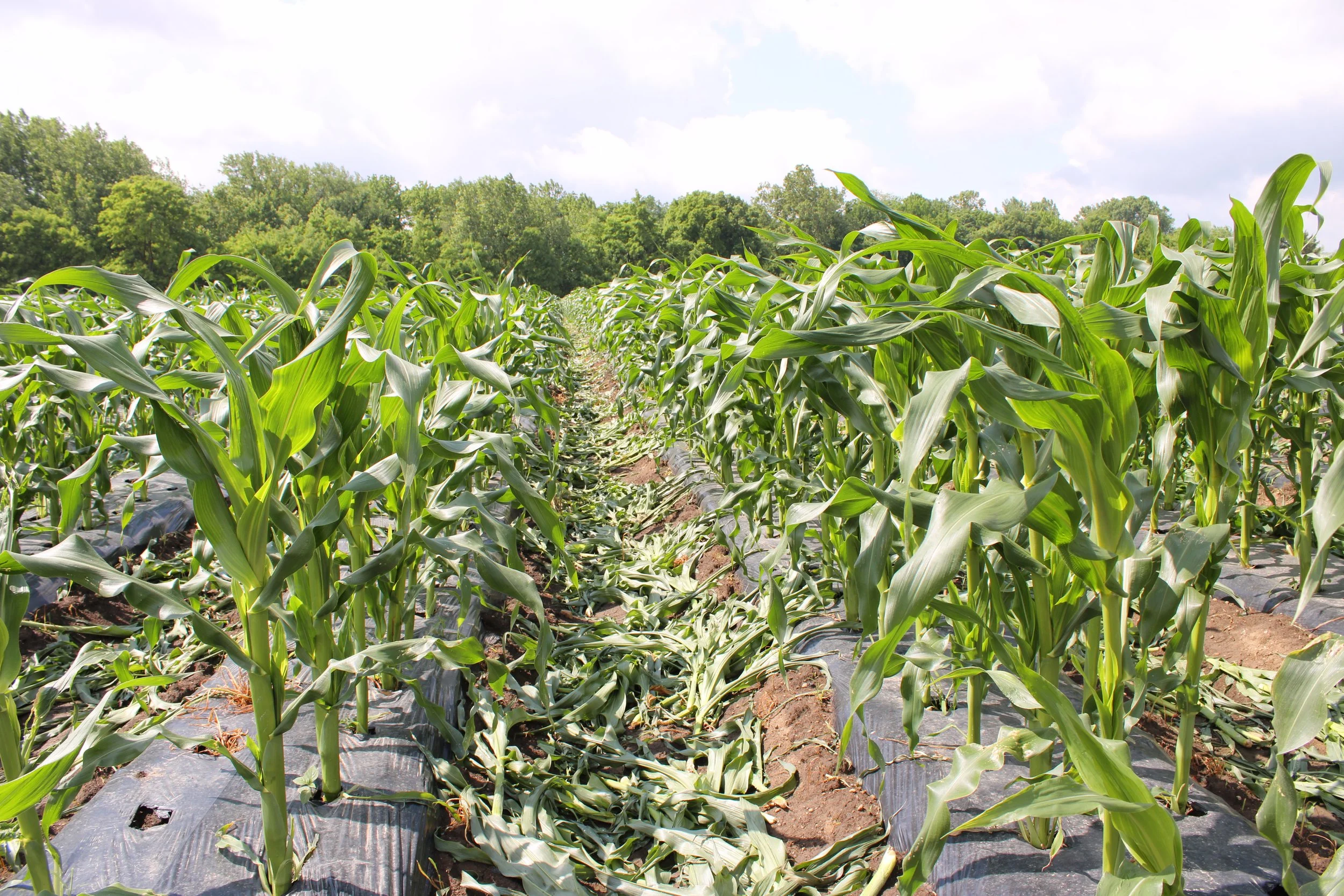 Cornfield with rows of green corn plants at New Century CSA under a partly cloudy sky.