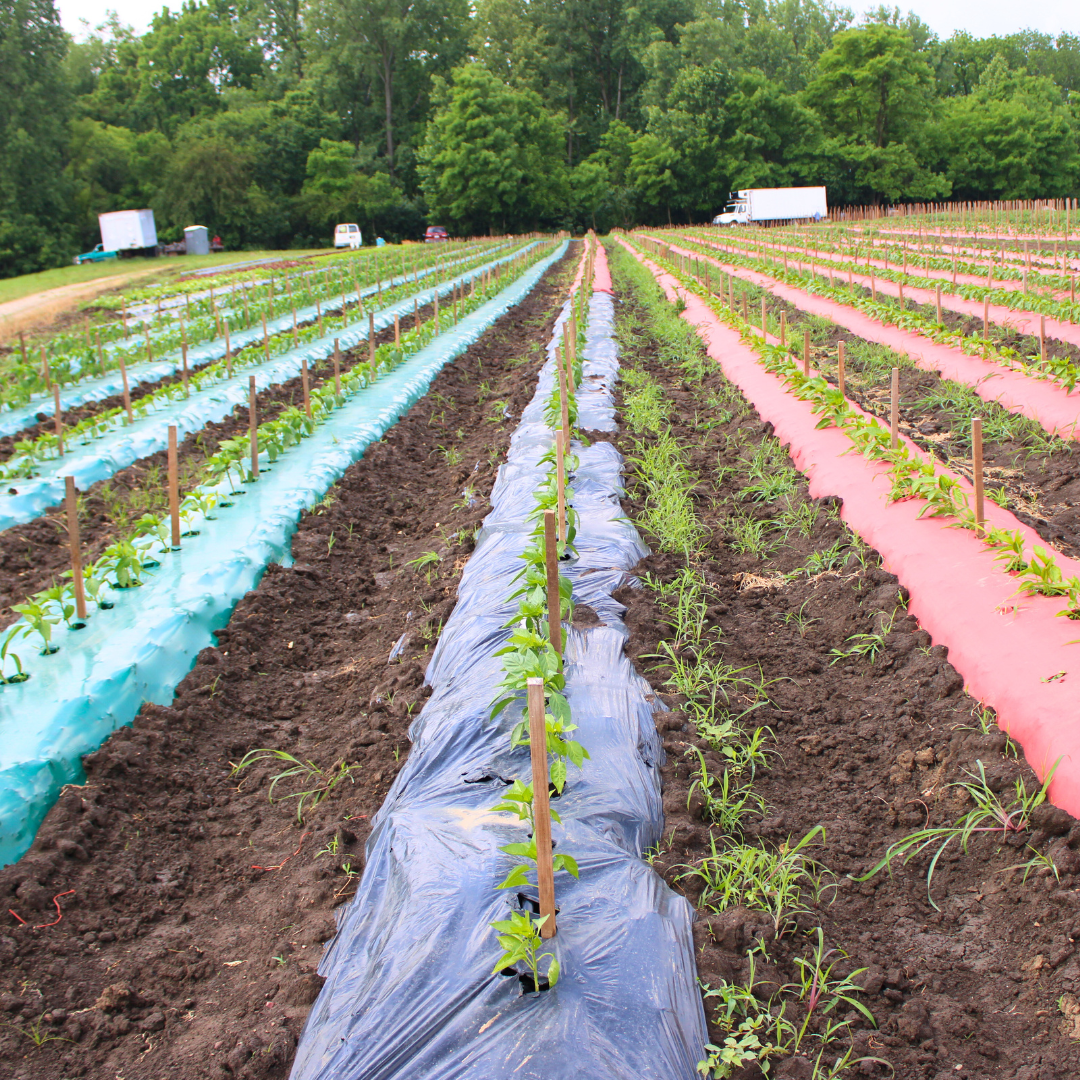 Vegetable farm at New Century CSA with rows of young plants growing in mounded soil covered with colored plastic mulch, surrounded by green trees and trucks in the background.