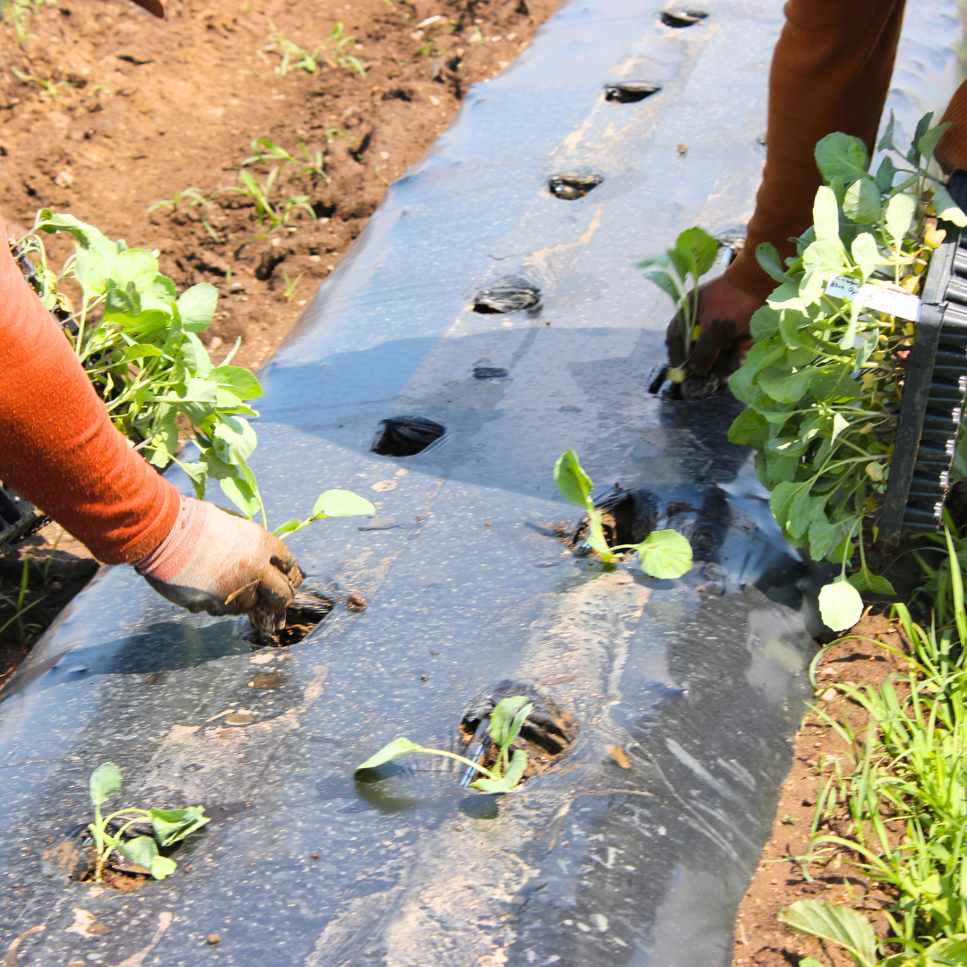 People planting seedlings in a garden, using black plastic mulch on the soil.