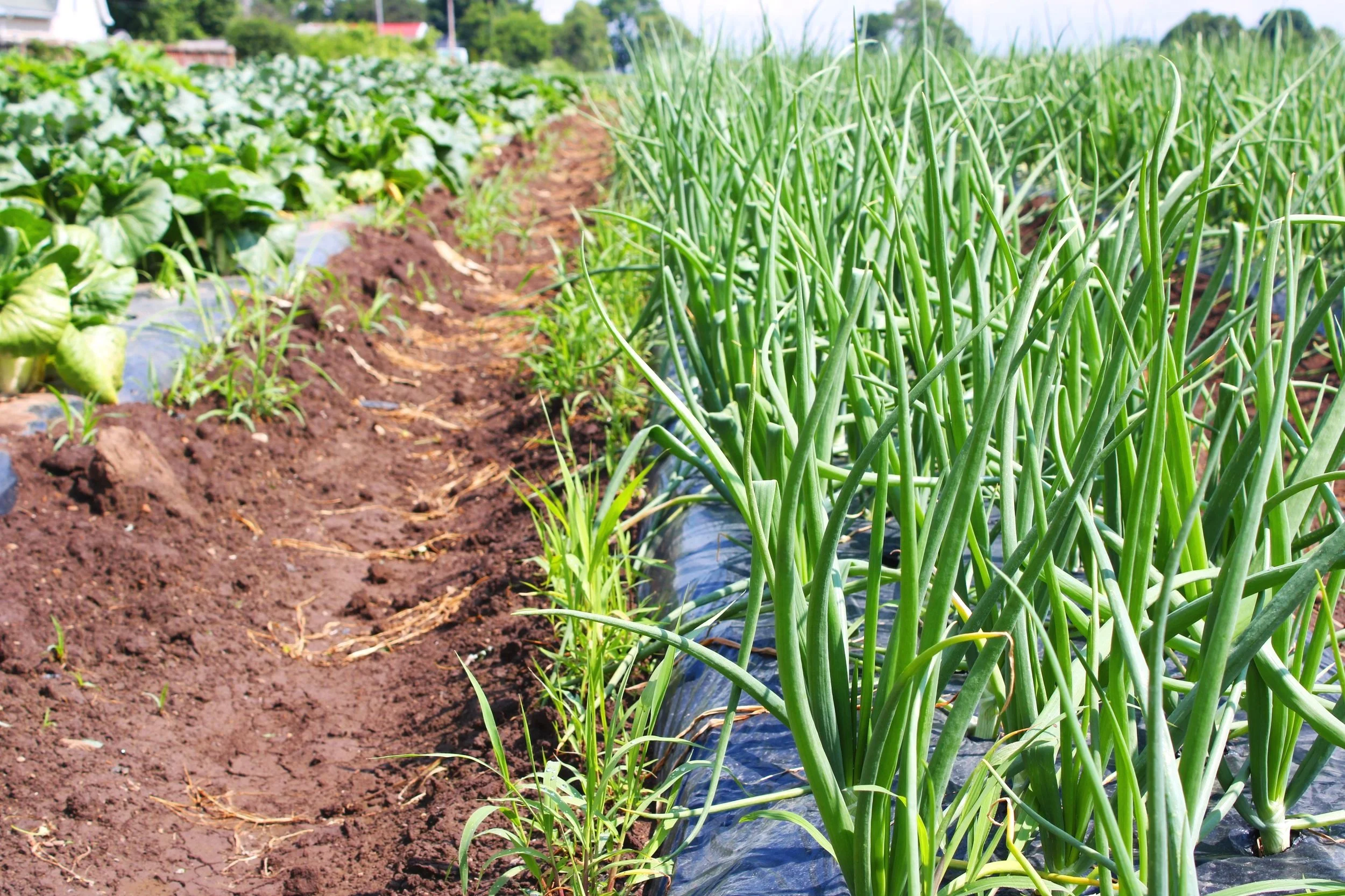A vegetable garden with rows of green onions growing on the right and lettuce on the left, with a dirt path in between, under a clear blue sky.