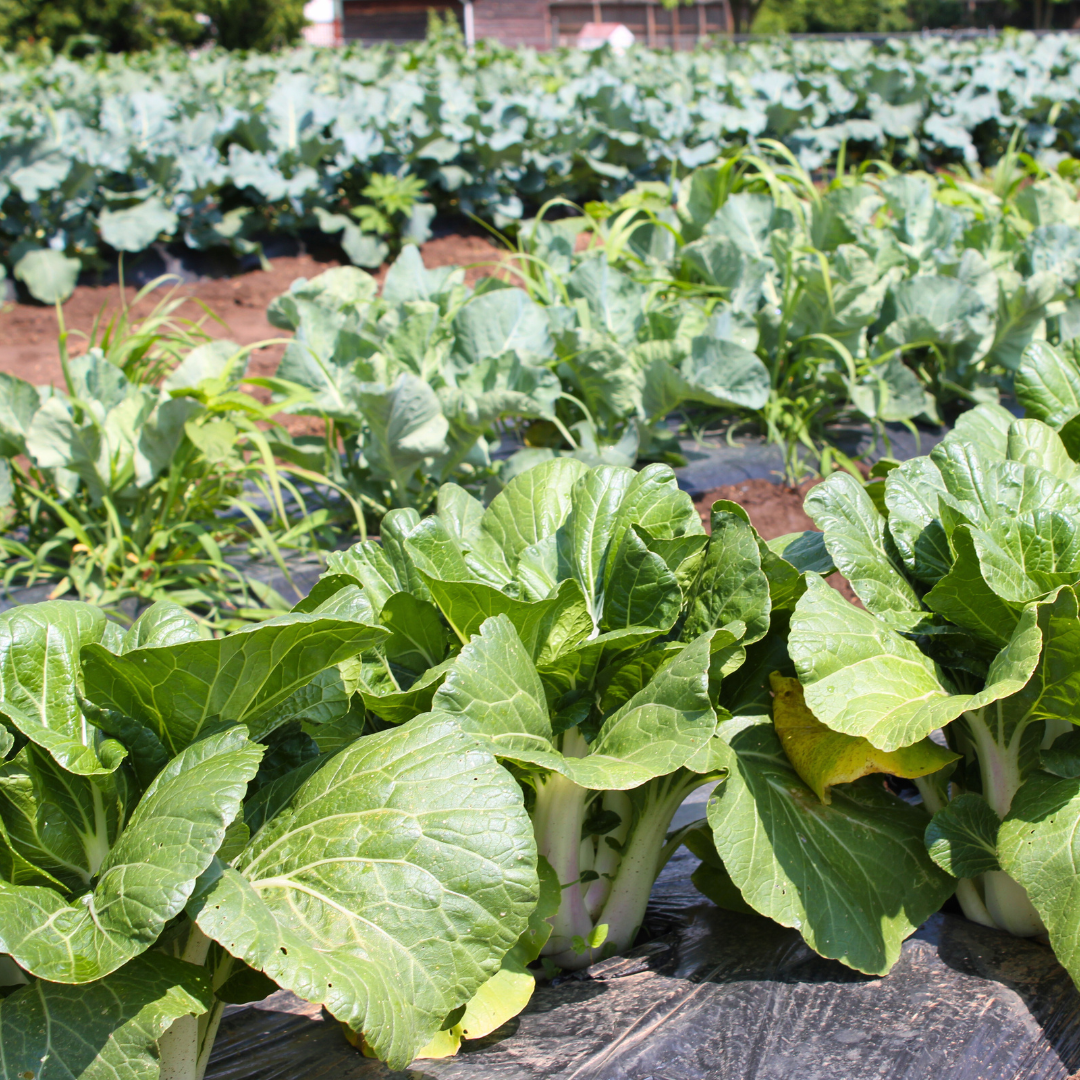 Row of green lettuce and other leafy vegetables growing in a farm field, with soil visible in between the plants.