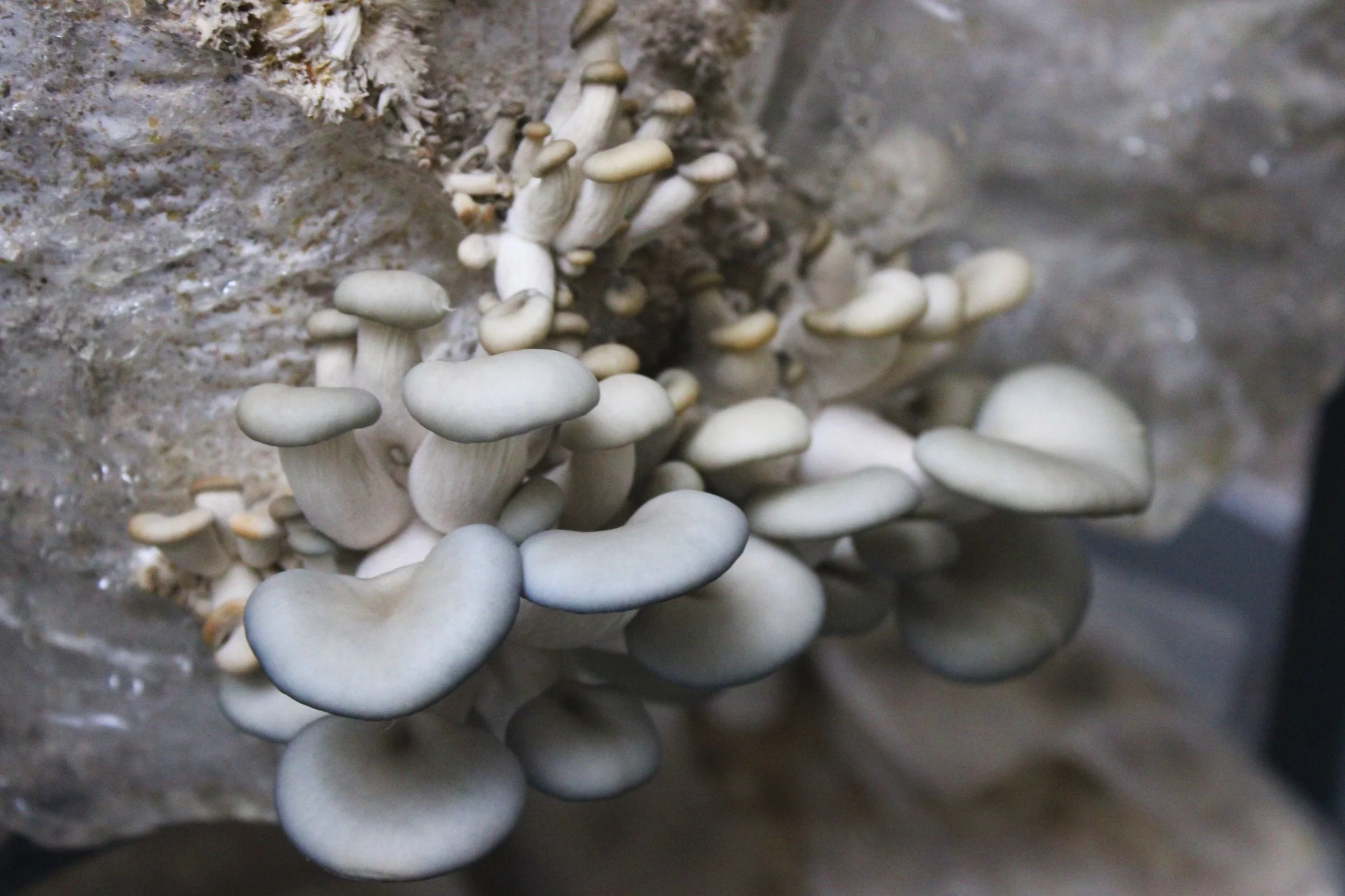 Cluster of small white mushrooms growing on a tree trunk., Guided by Mushrooms