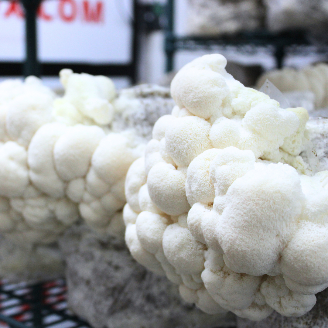 Mushrooms displayed at a grocery store or market, Guided by Mushrooms