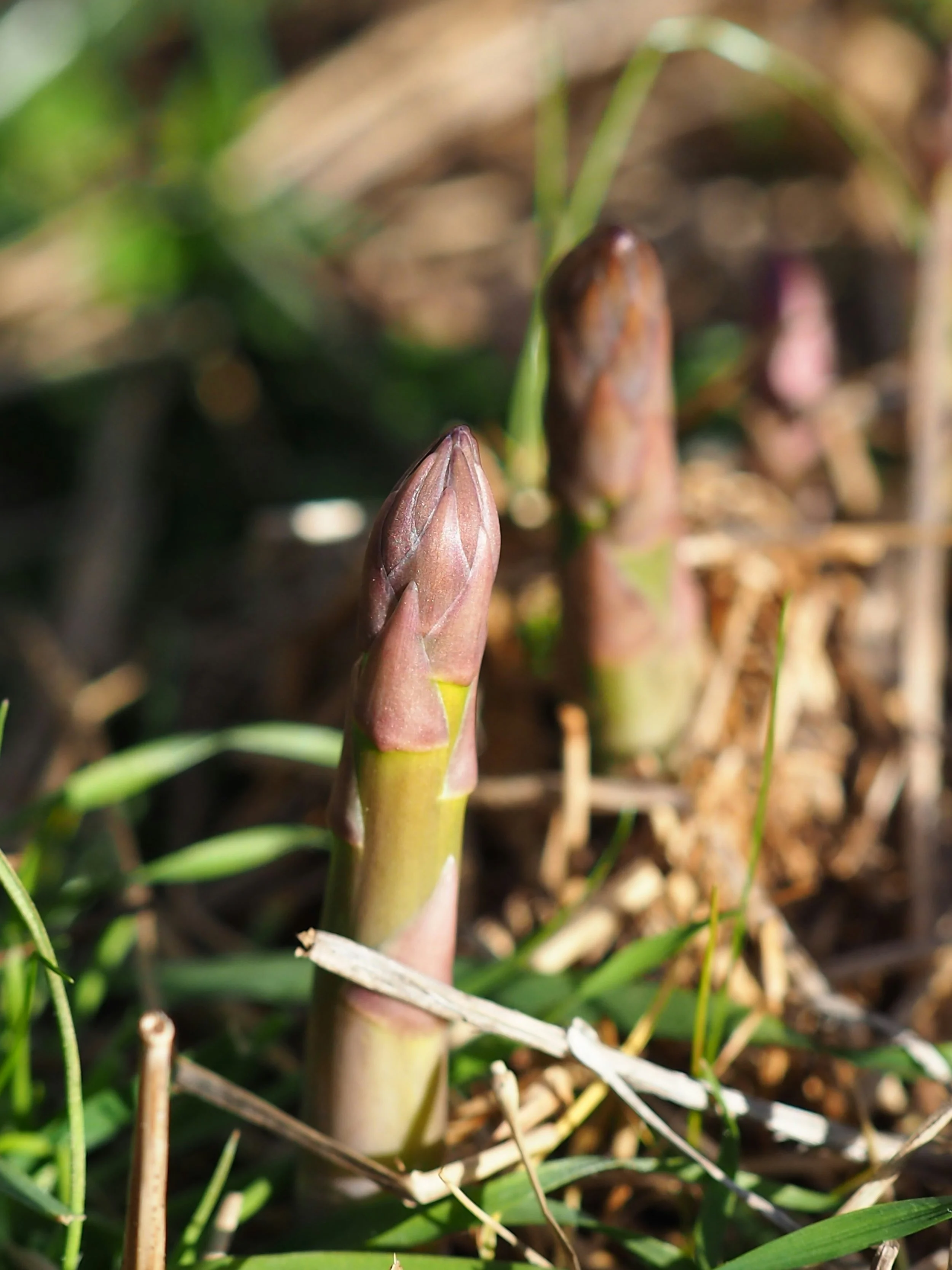 Close-up of a young asparagus spear emerging from the ground amidst grass and dried leaves.