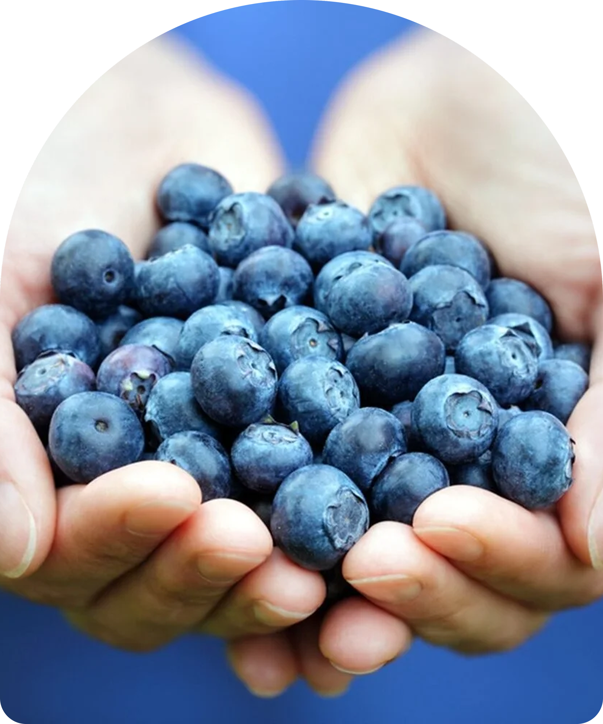 Close-up of a pair of hands holding a bunch of fresh blueberries against a blue background.