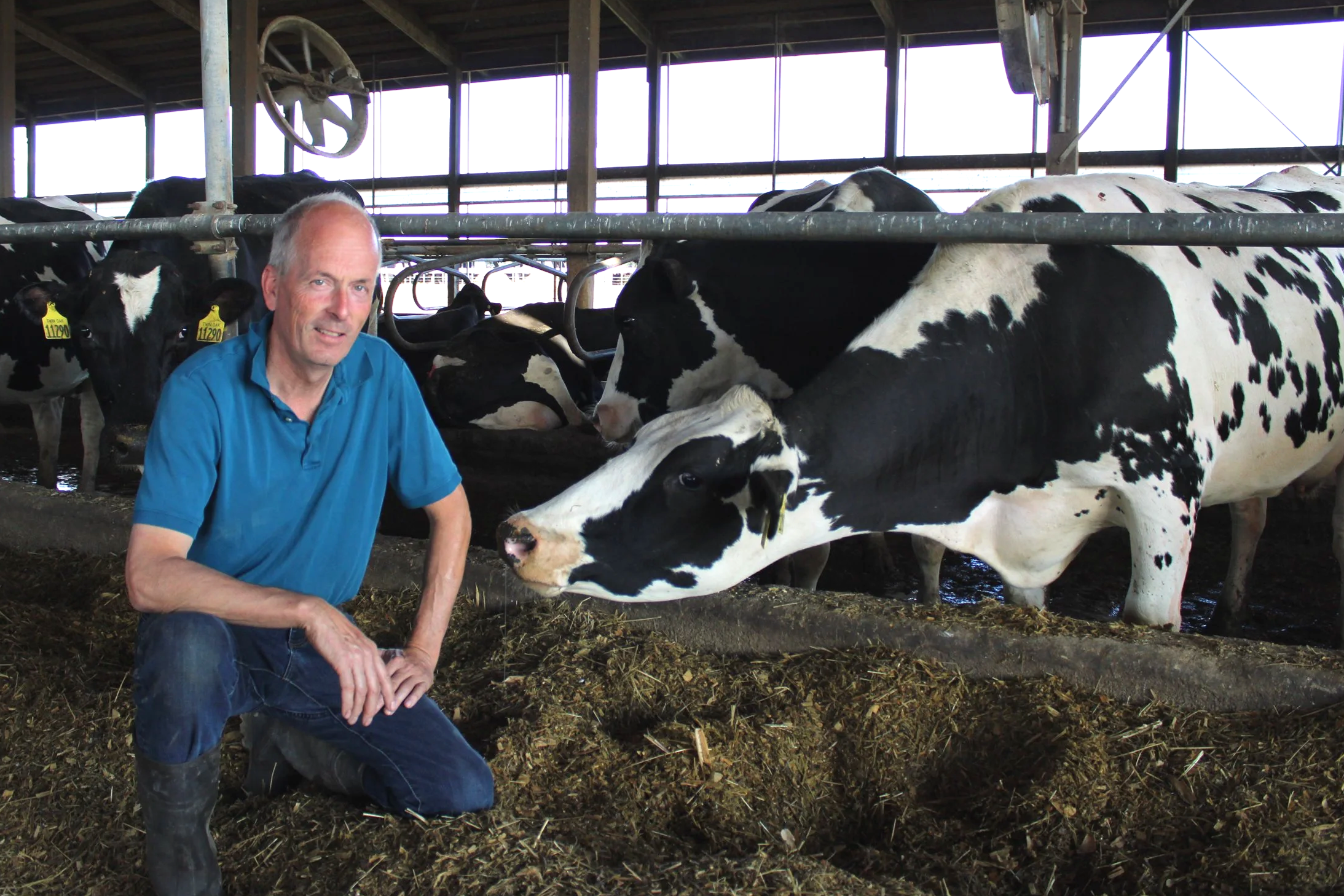 A man in a blue shirt kneeling inside a dairy barn with black and white dairy cows around him. The barn has a wooden structure with metal rails and large windows in the background.