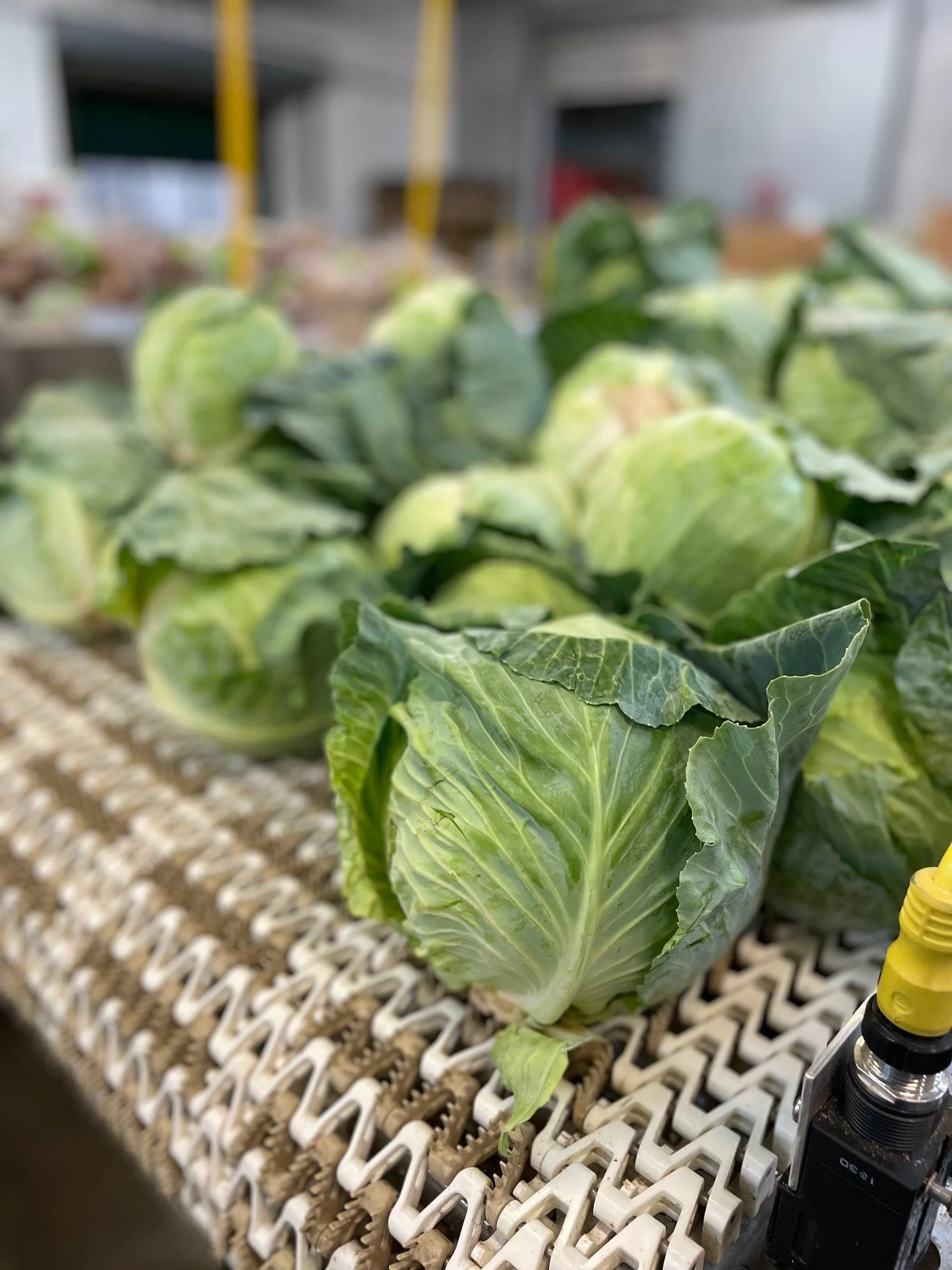 Growing cabbage plants on a greenhouse table with a drip irrigation system.