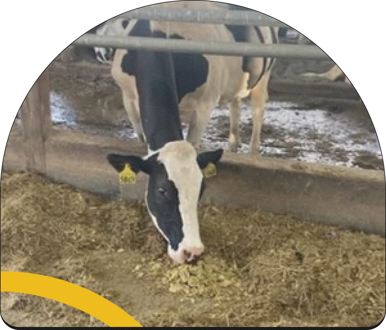 A black and white cow eating hay on a farm, with a metal fence and other cows in the background.