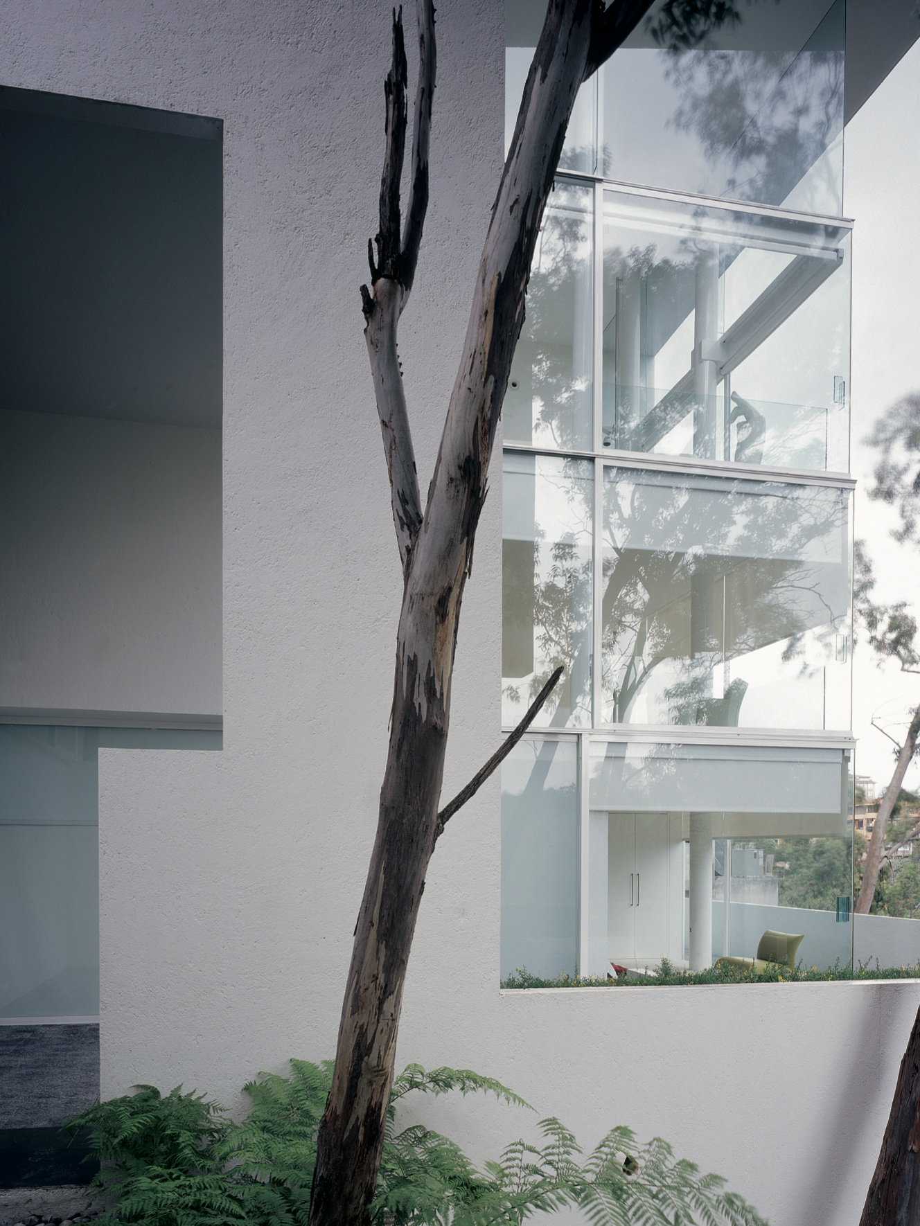 Edificio moderno con paredes blancas, ventanas de vidrio y un árbol en primer plano, con vegetación en el suelo.