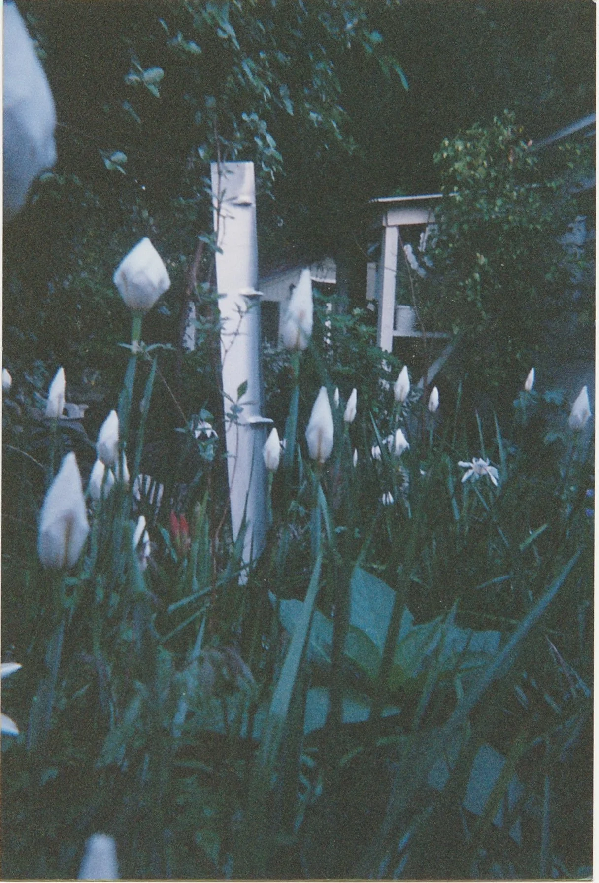 White flowers blooming in a shaded garden beside a small monument.