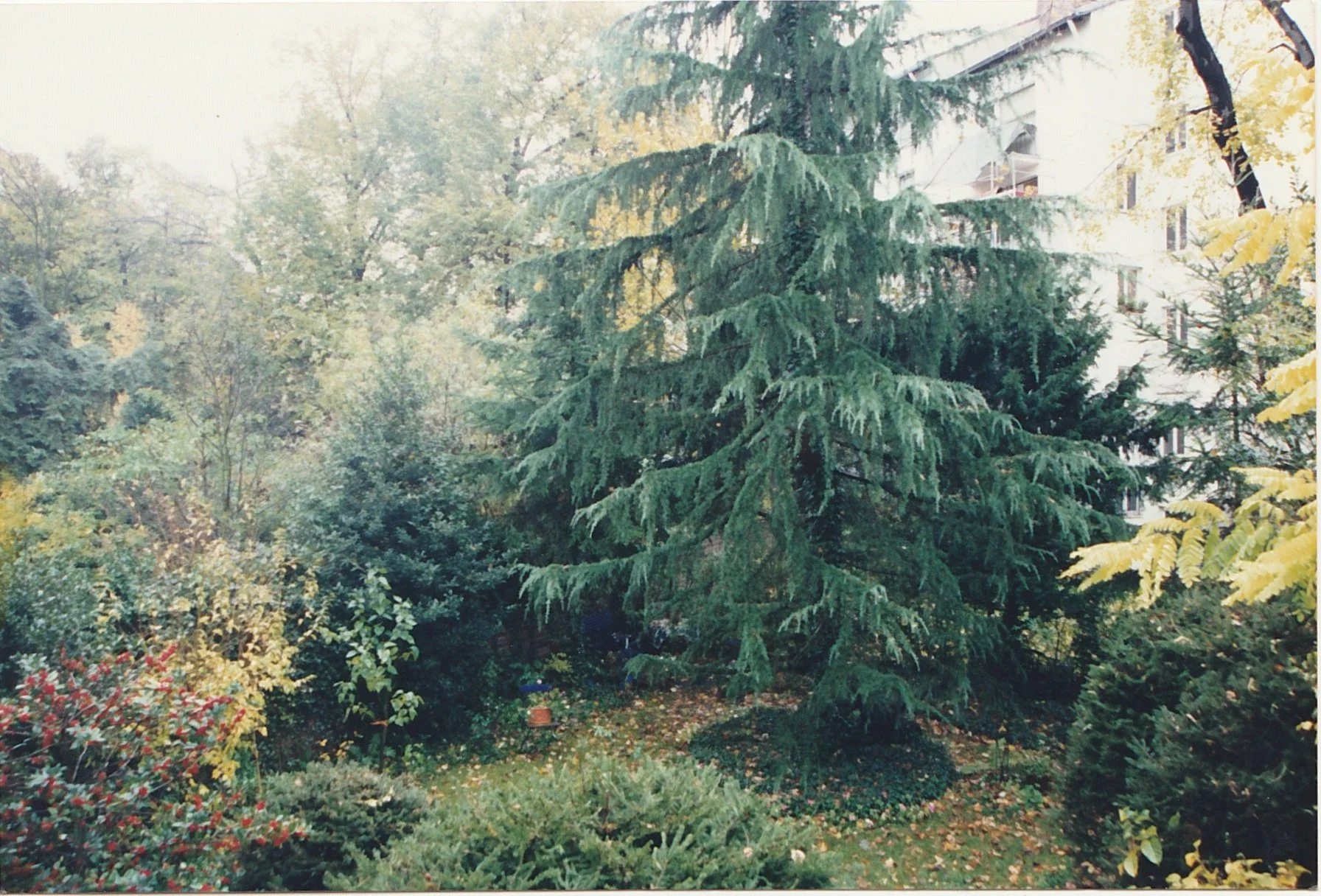 Lush garden filled with mature trees, shrubs, and dense greenery.