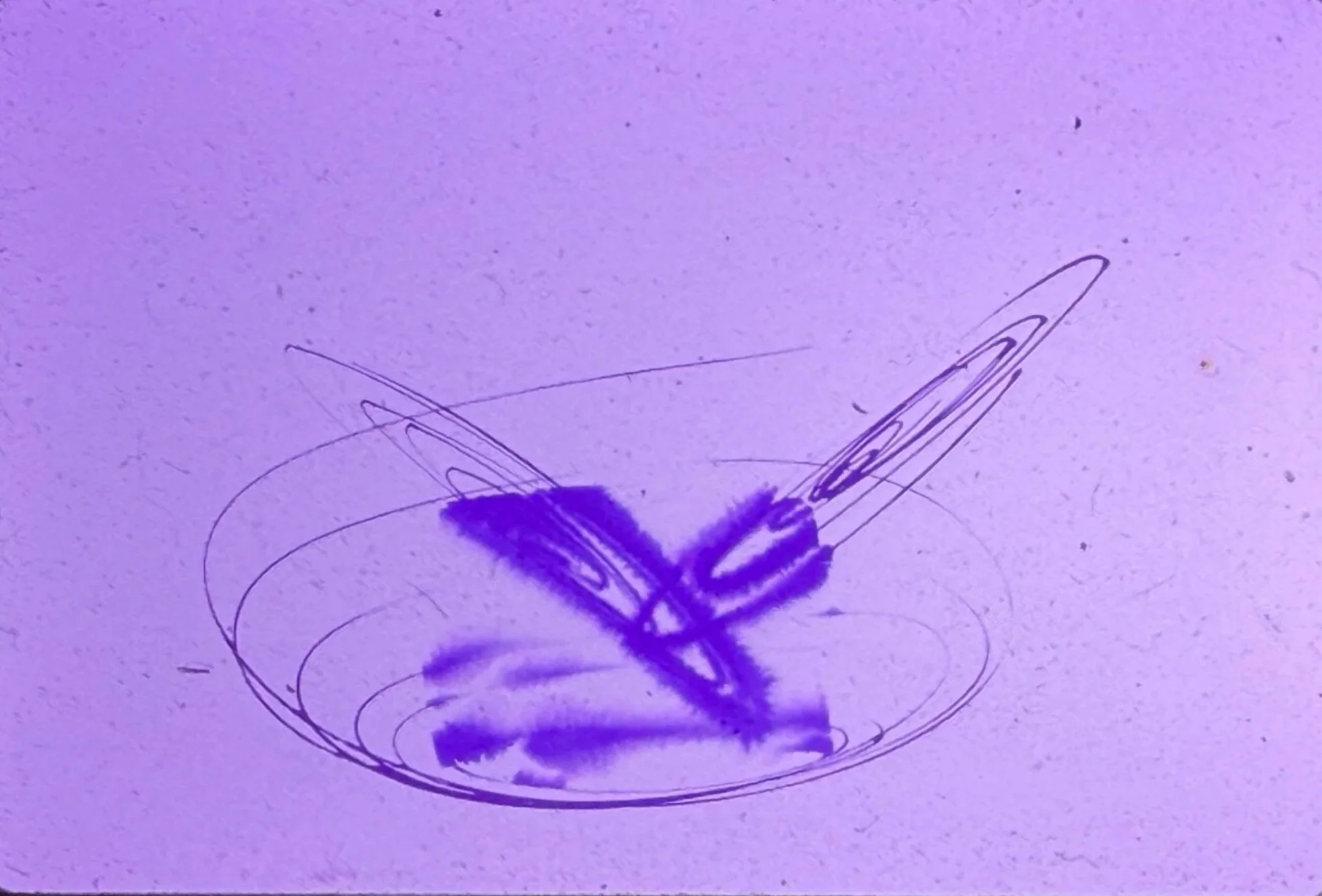 Small abstract drawing featuring intersecting loops and gestural purple marks.
