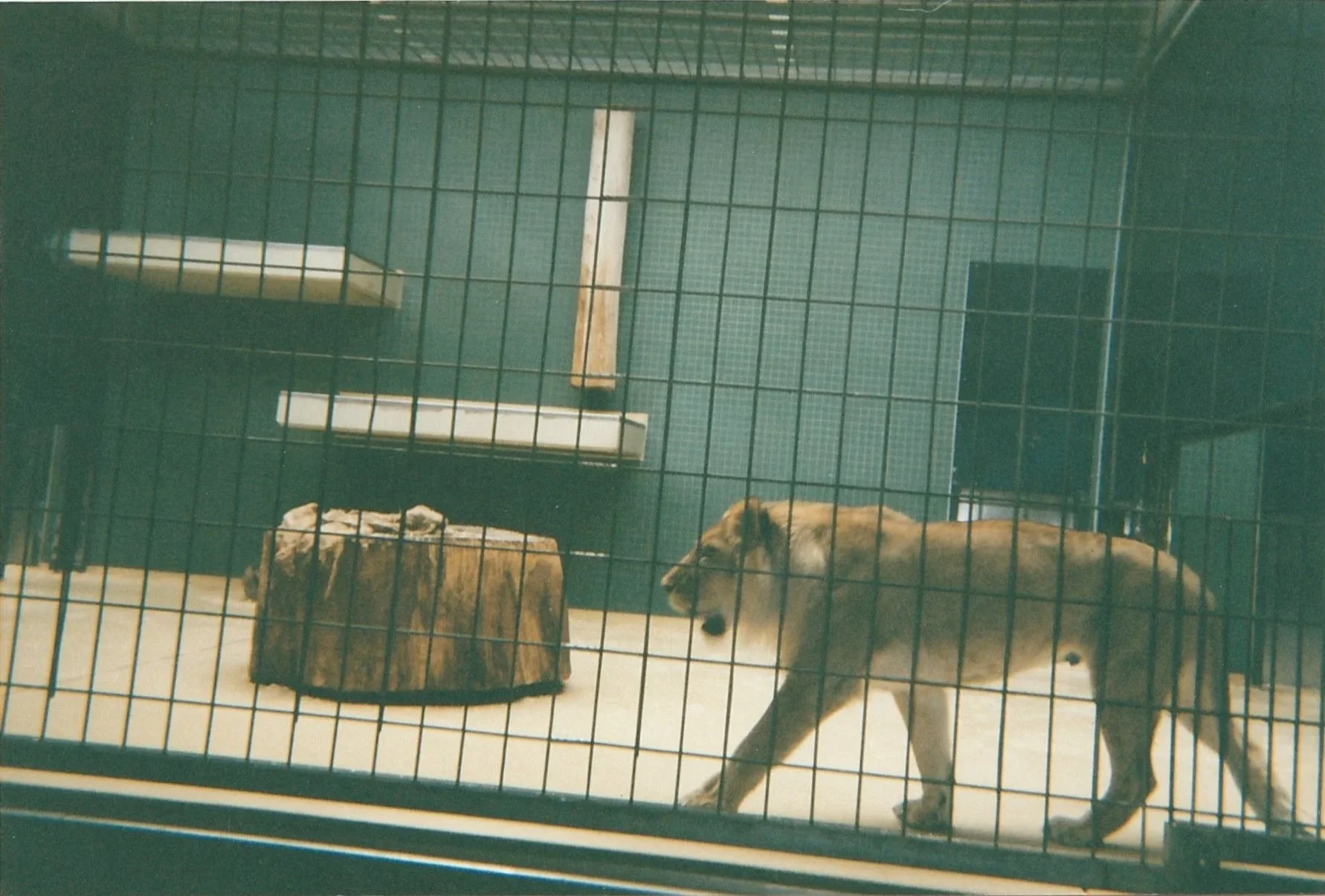 A lion pacing inside a zoo enclosure behind wire fencing, with a shelter and indoor habitat visible in the background.