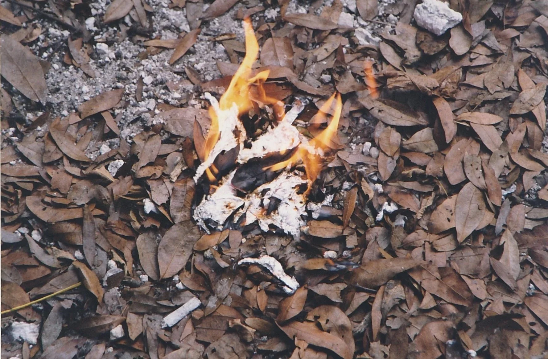 Small campfire burning among fallen leaves, orange flames contrasting with the brown forest floor.
