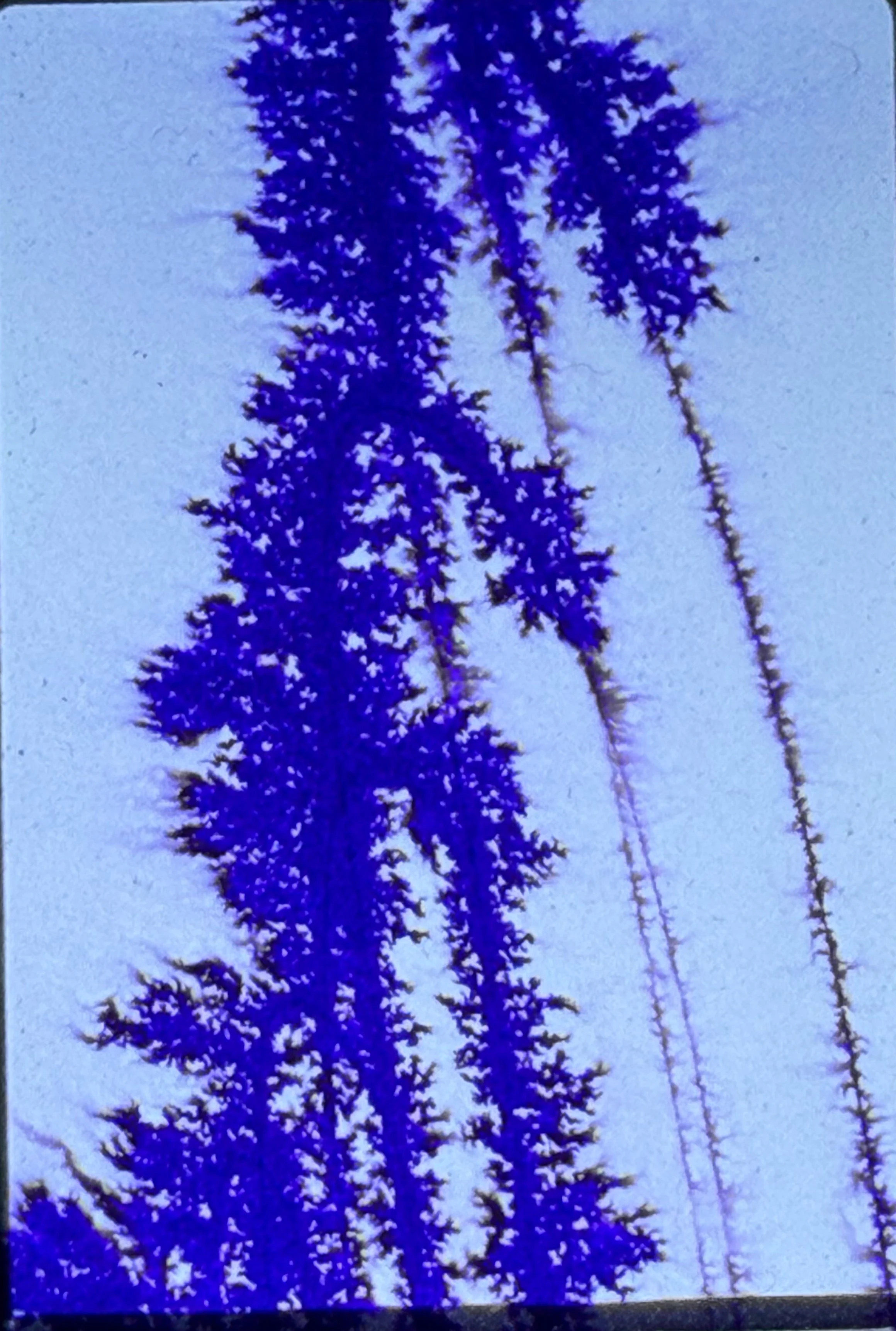 Vertical composition of branching purple crystalline forms rising against a light background.