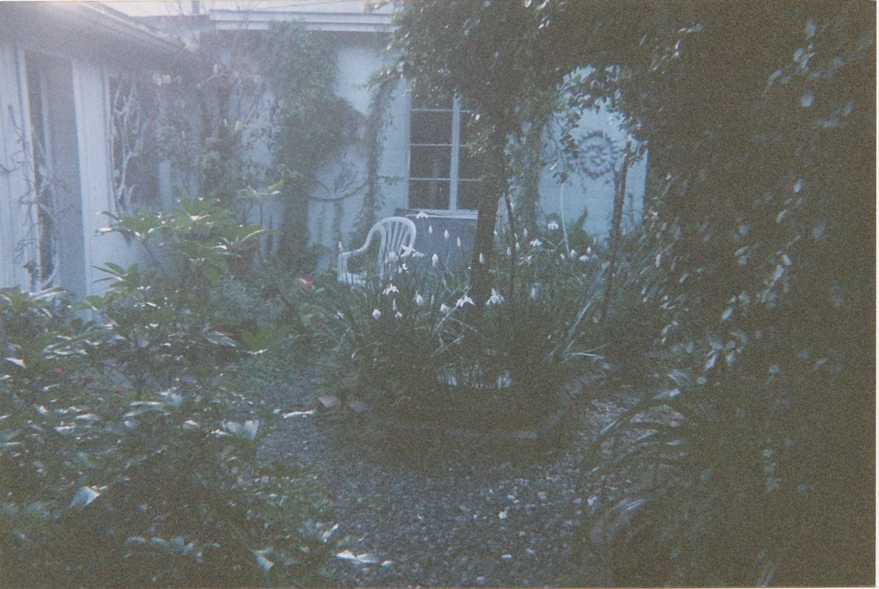 Overgrown garden path leading toward a small house partially hidden by dense foliage and trees.
