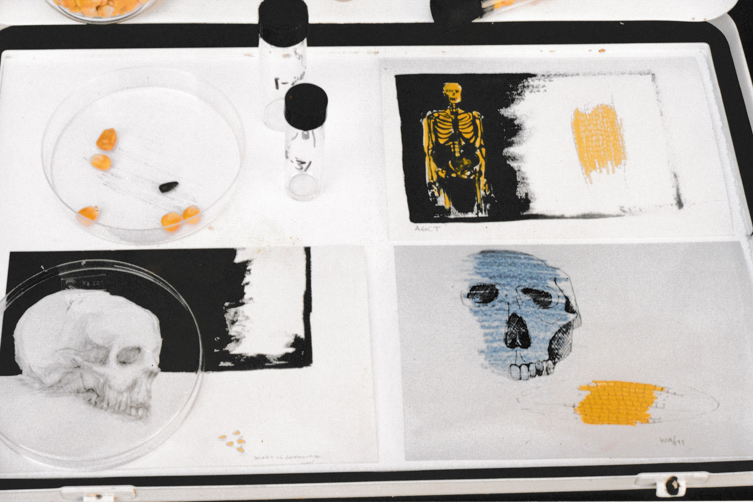 Mixed-media installation displayed inside an open case featuring skull drawings, skeletal imagery, specimen vials, and scattered corn kernals.