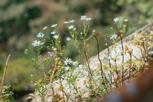 Wild daisies growing on a rocky hillside.