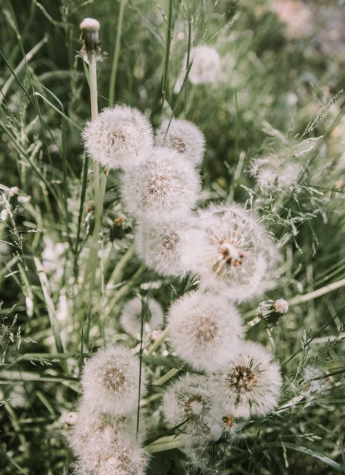 Dandelions in green grass with some seed heads ready to disperse seeds.