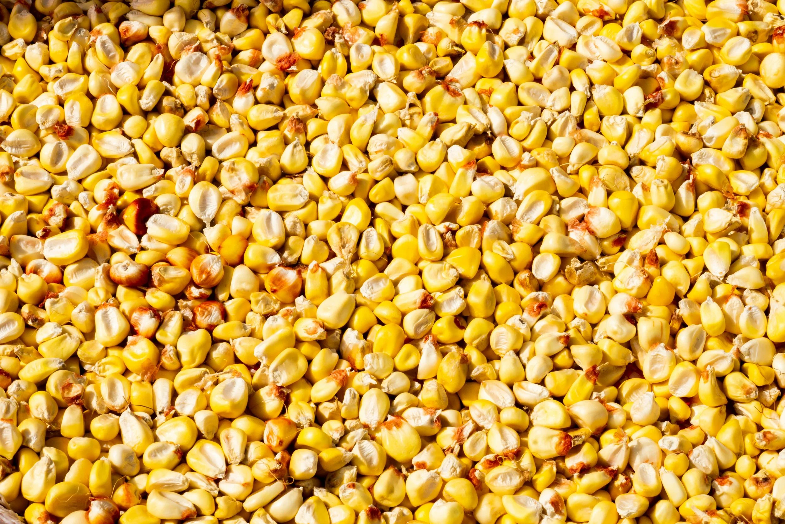 Ordenando la planta de alimentos
